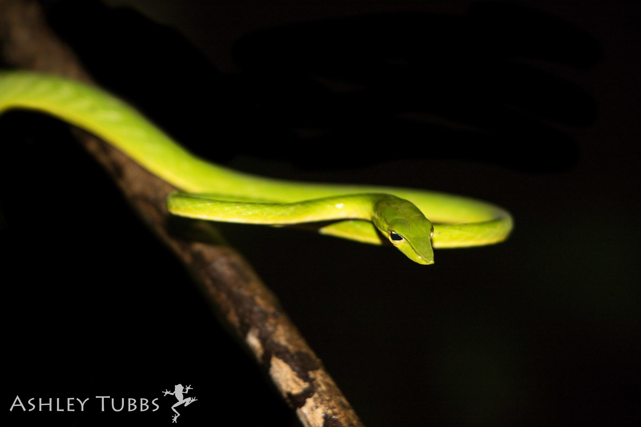 Green Vine Snake Ahaetulla Nasuta Wallpapers - Wallpaper Cave