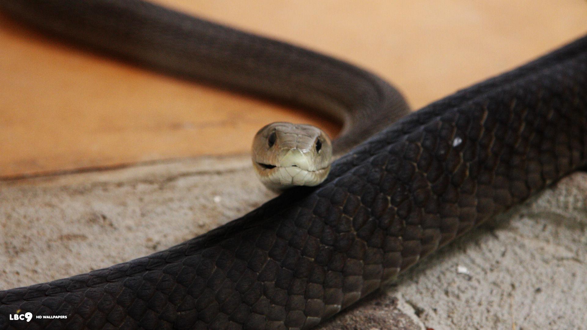 Black Mamba Snake Wallpaper (image in Collection)