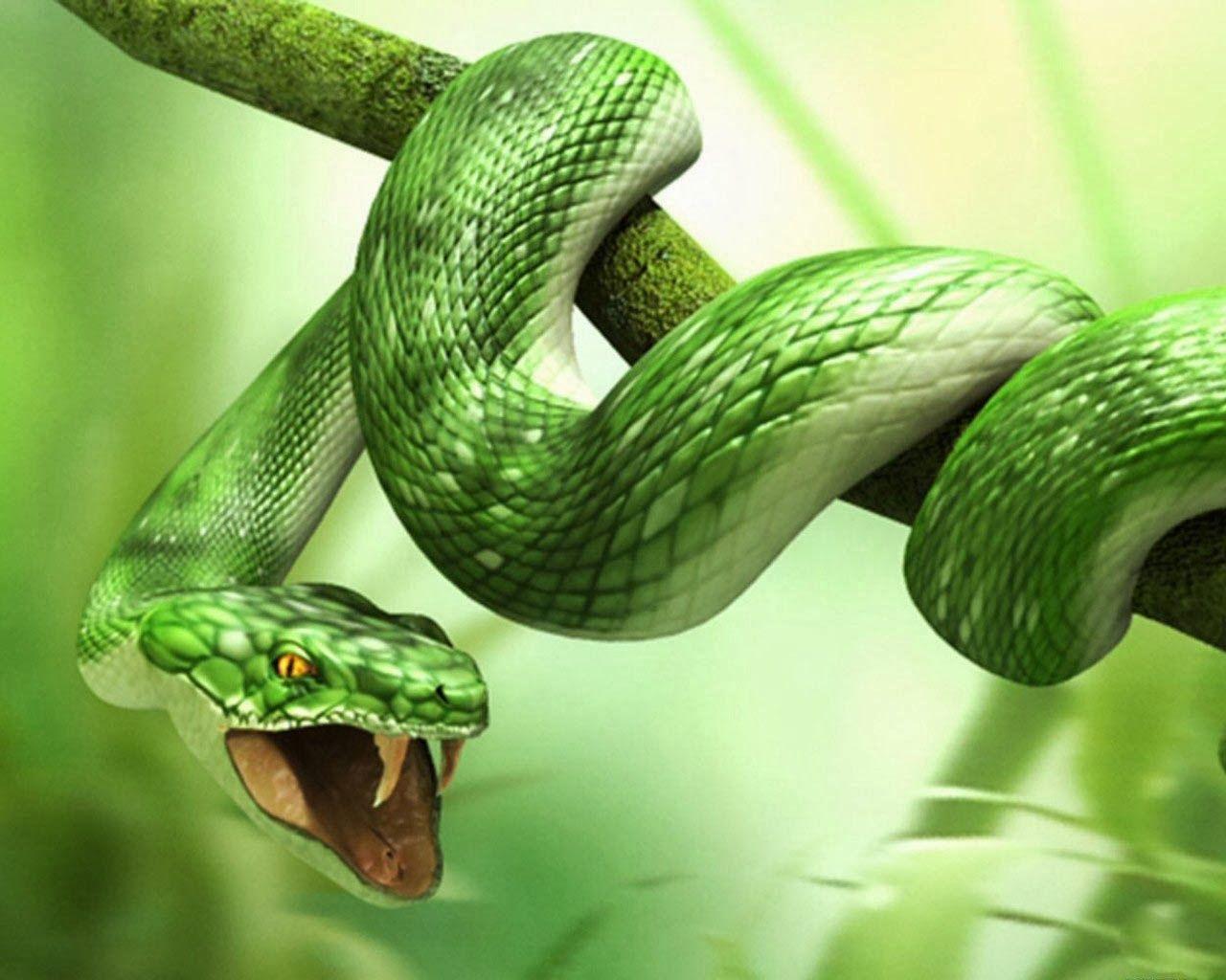 3D Animal Snake & Tiger HD Wallpaper. Snake wallpaper, Snake