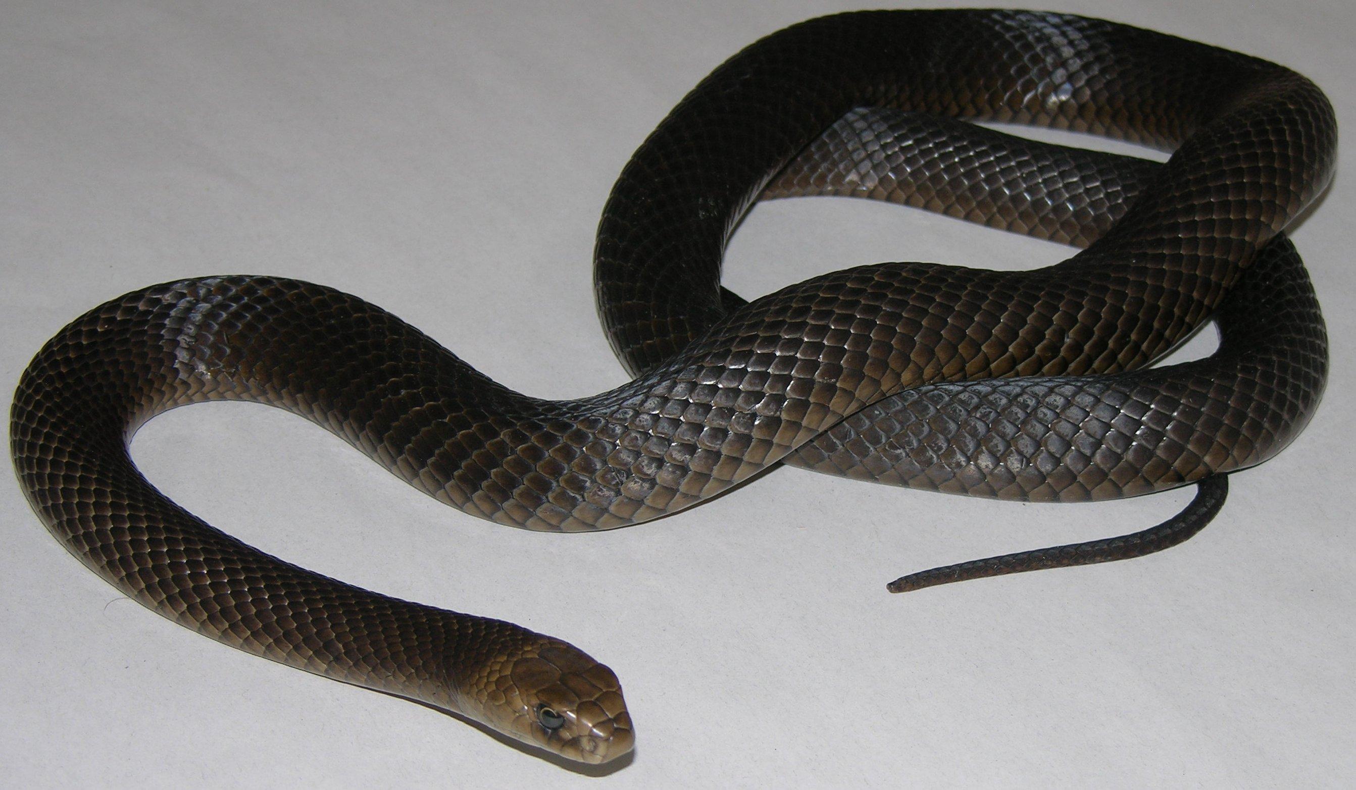 Dangerous Snakes of the Lakes Area and Fleurieu Peninsula