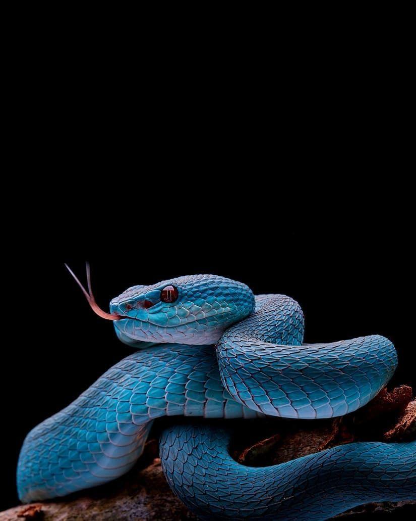 iiii; )'. warhammer. Pit viper, Snake image, Colorful snakes