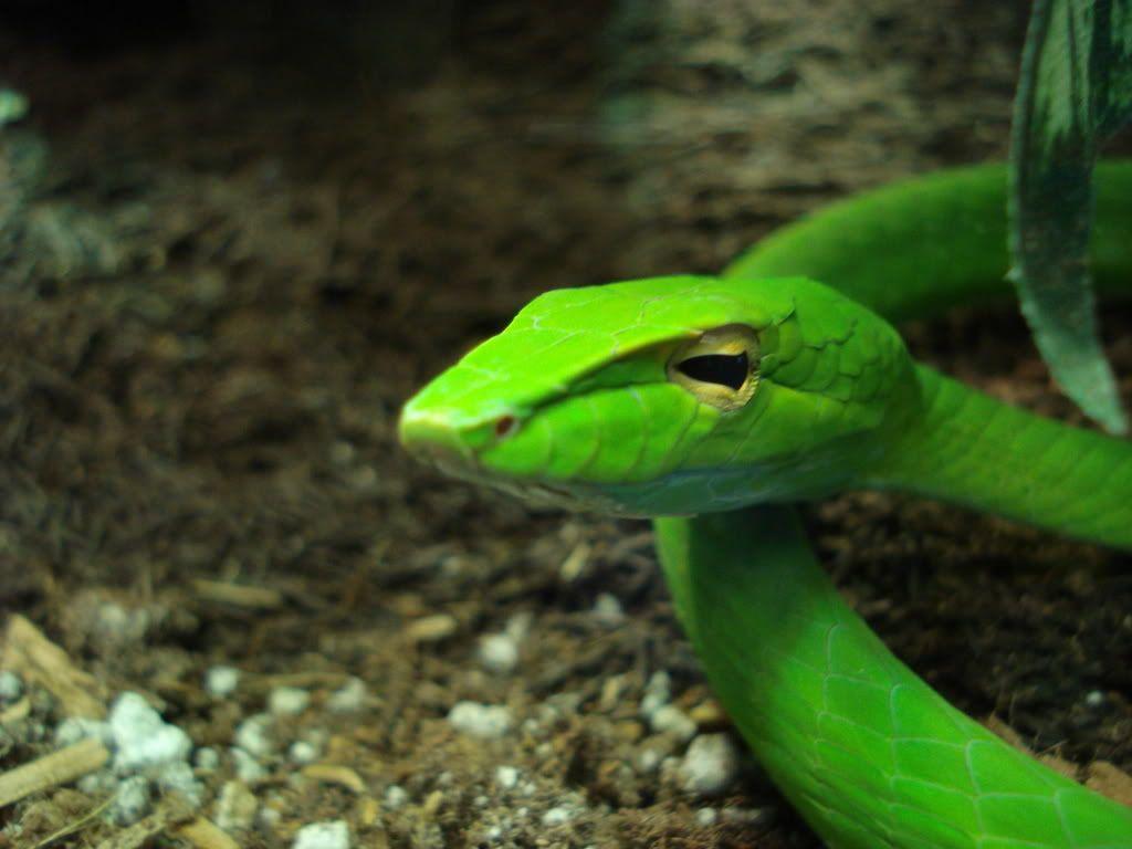 Green Vine Snake Ahaetulla Nasuta Wallpapers - Wallpaper Cave