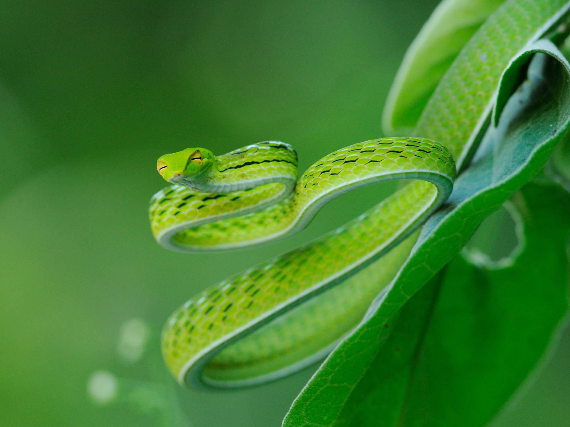 Smooth green snake live wallpaper
