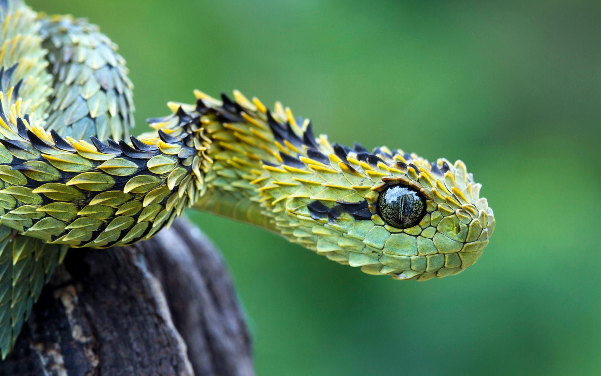 Free photo: Beautiful Snake, Tongue, Snake Download