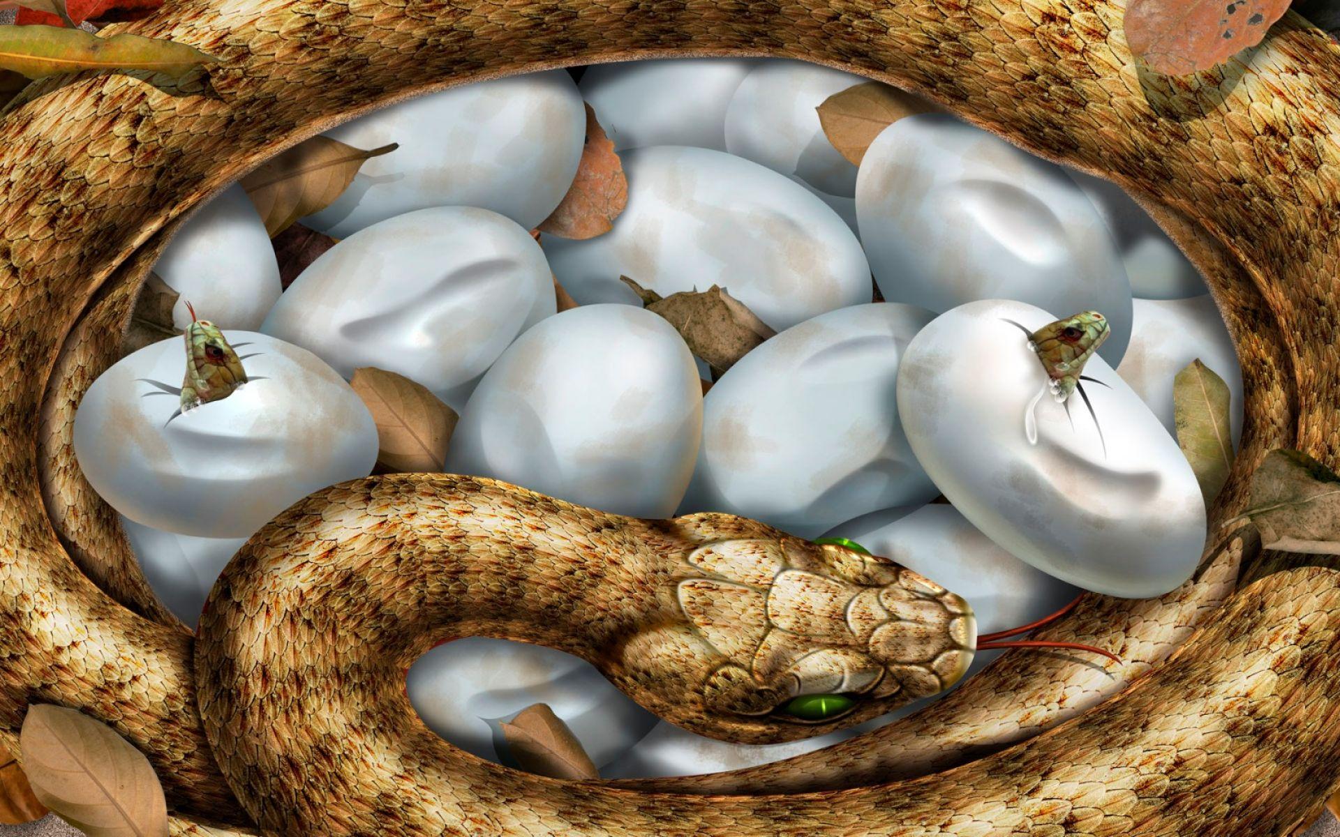 3D Snake And Her Eggs Wallpaper. HD Animals and Birds Wallpaper