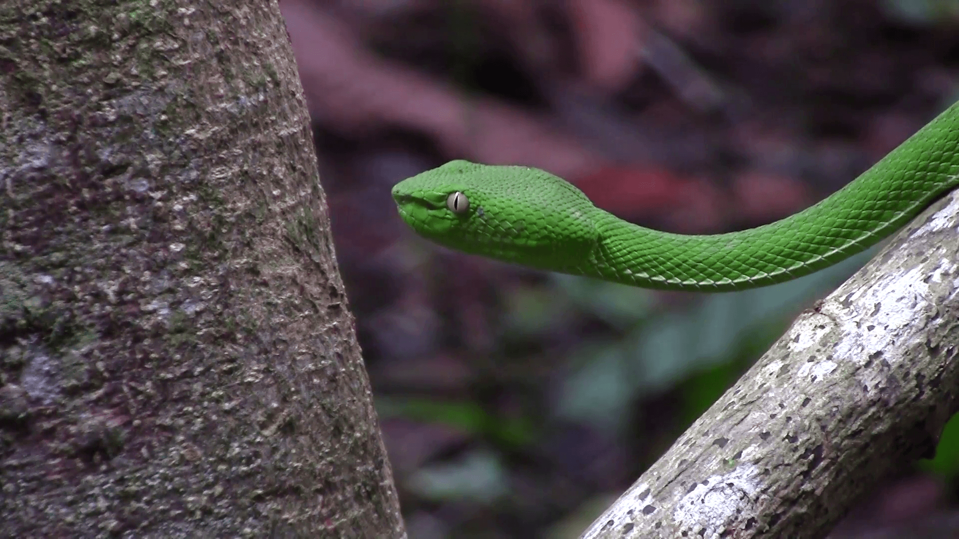 White-lipped Pit Viper Snake Tree Wallpapers - Wallpaper Cave