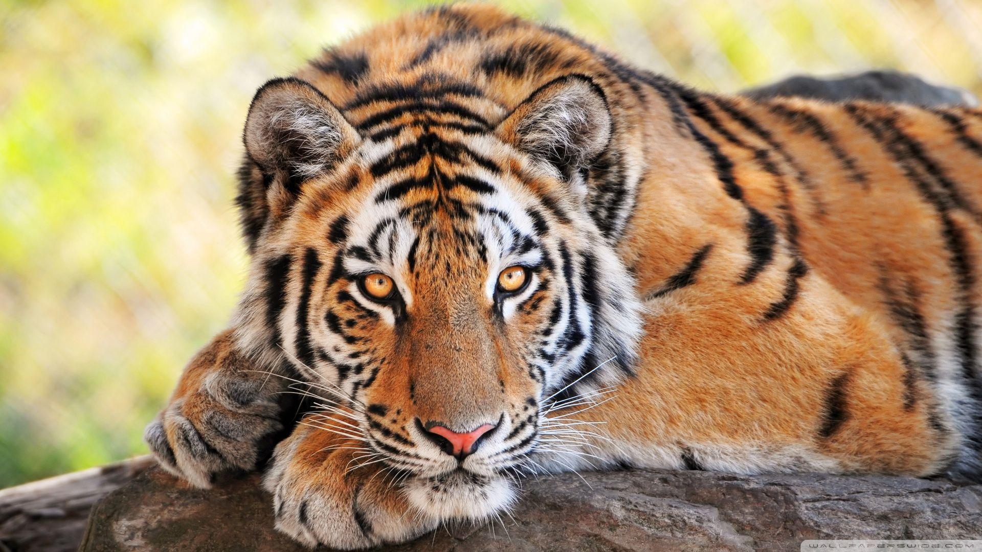 Young Tiger Stunning Download HD WallpaperD HD Wallpaper. Tiger
