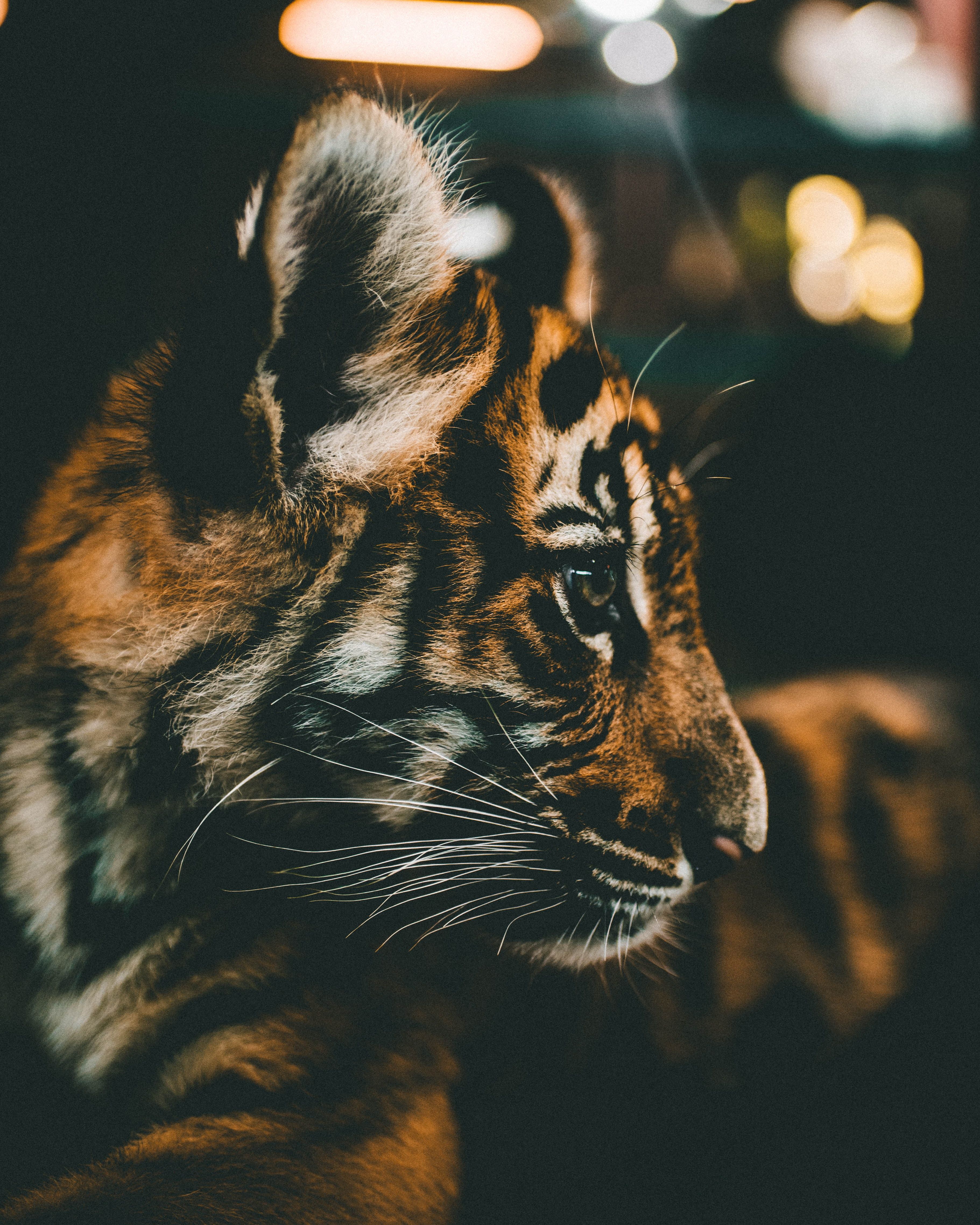closeup photography of tiger cub. album \\ animals. Animal