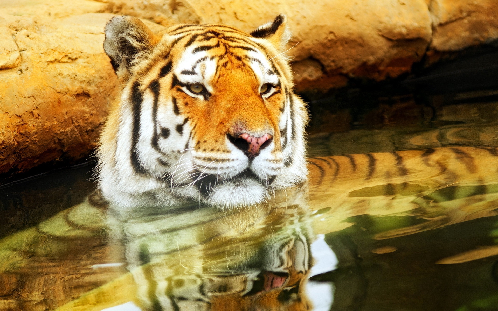 Cute Young Tiger HD Wallpaper