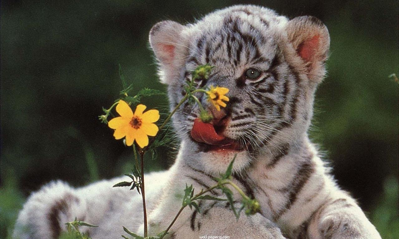 Download Young Tiger Baby Animals Mobile Version