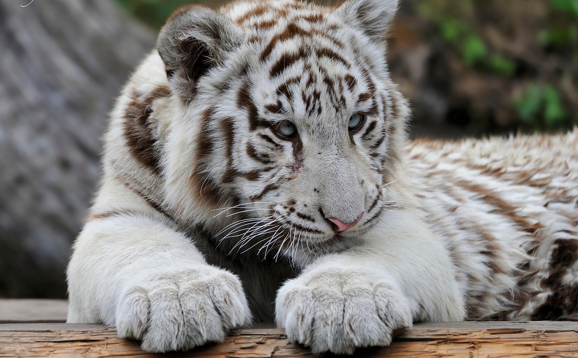 wild tigers. PHOTO SHARİNG SİTE