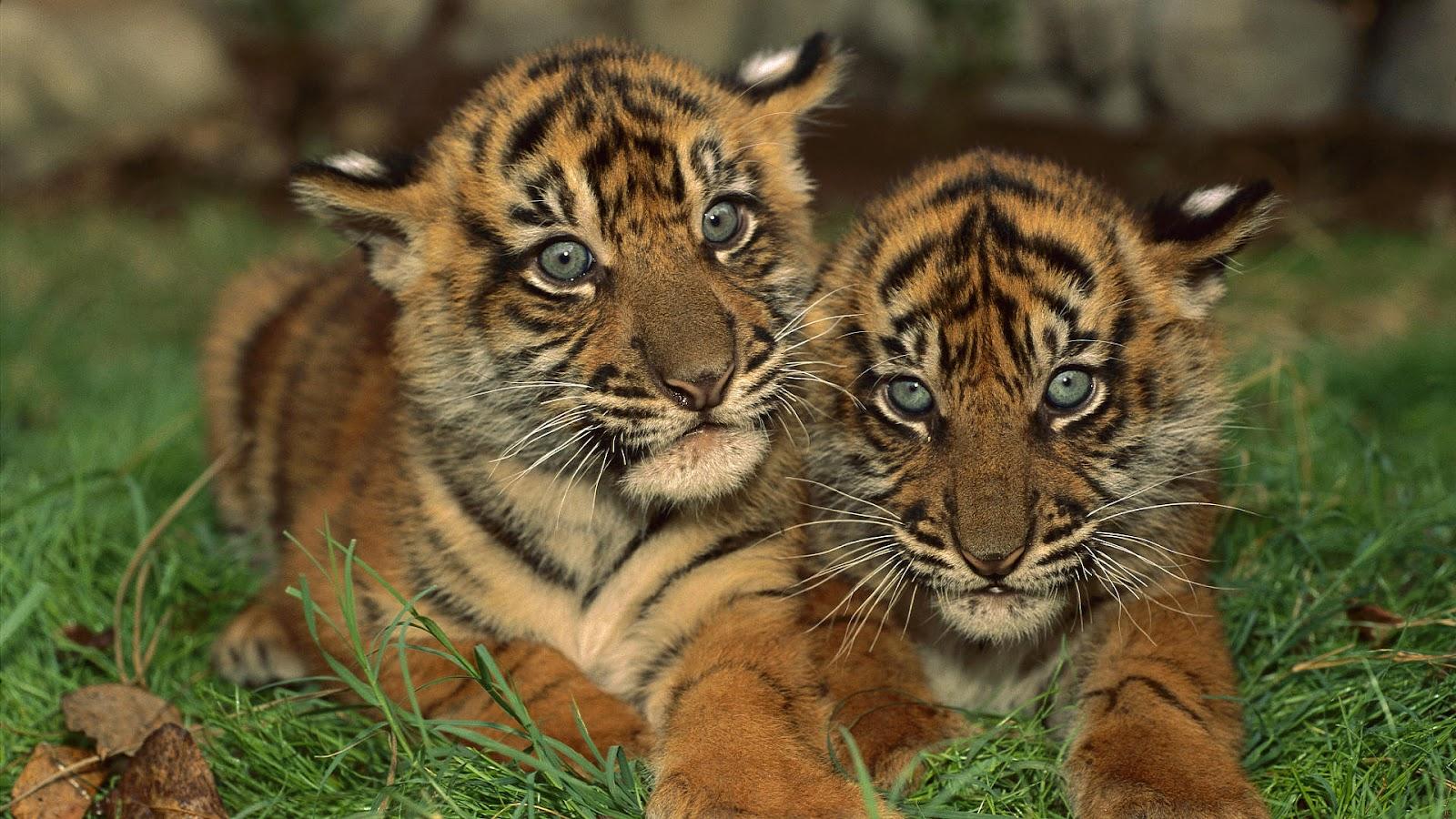 HD Tigers Wallpaper and Photo. HD Animals Wallpaper