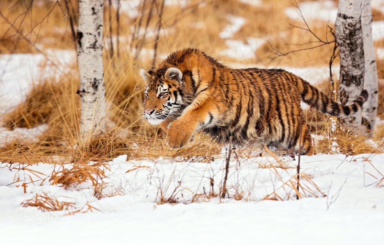 Wallpaper winter, snow, tiger, hunting, young tiger image