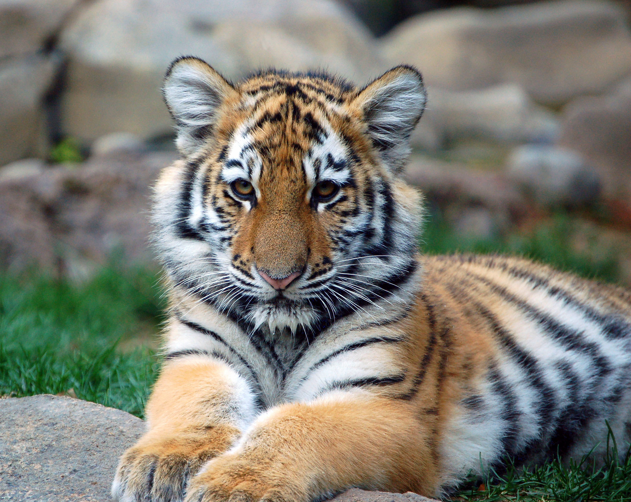 Young Tiger Picture Of Animals # 2493x1983. All For Desktop