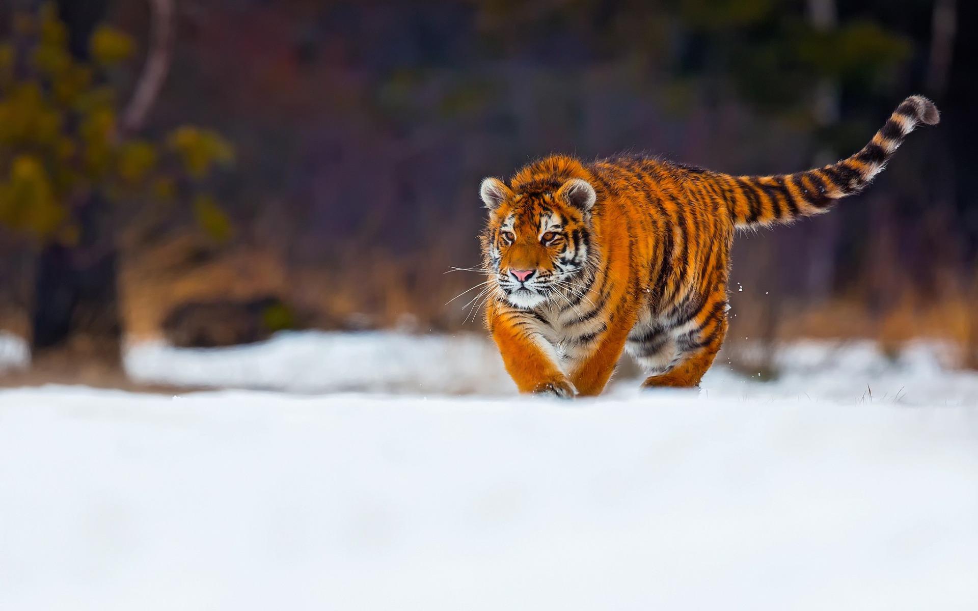 Download wallpaper tiger, predator, wildlife, young tiger, snow