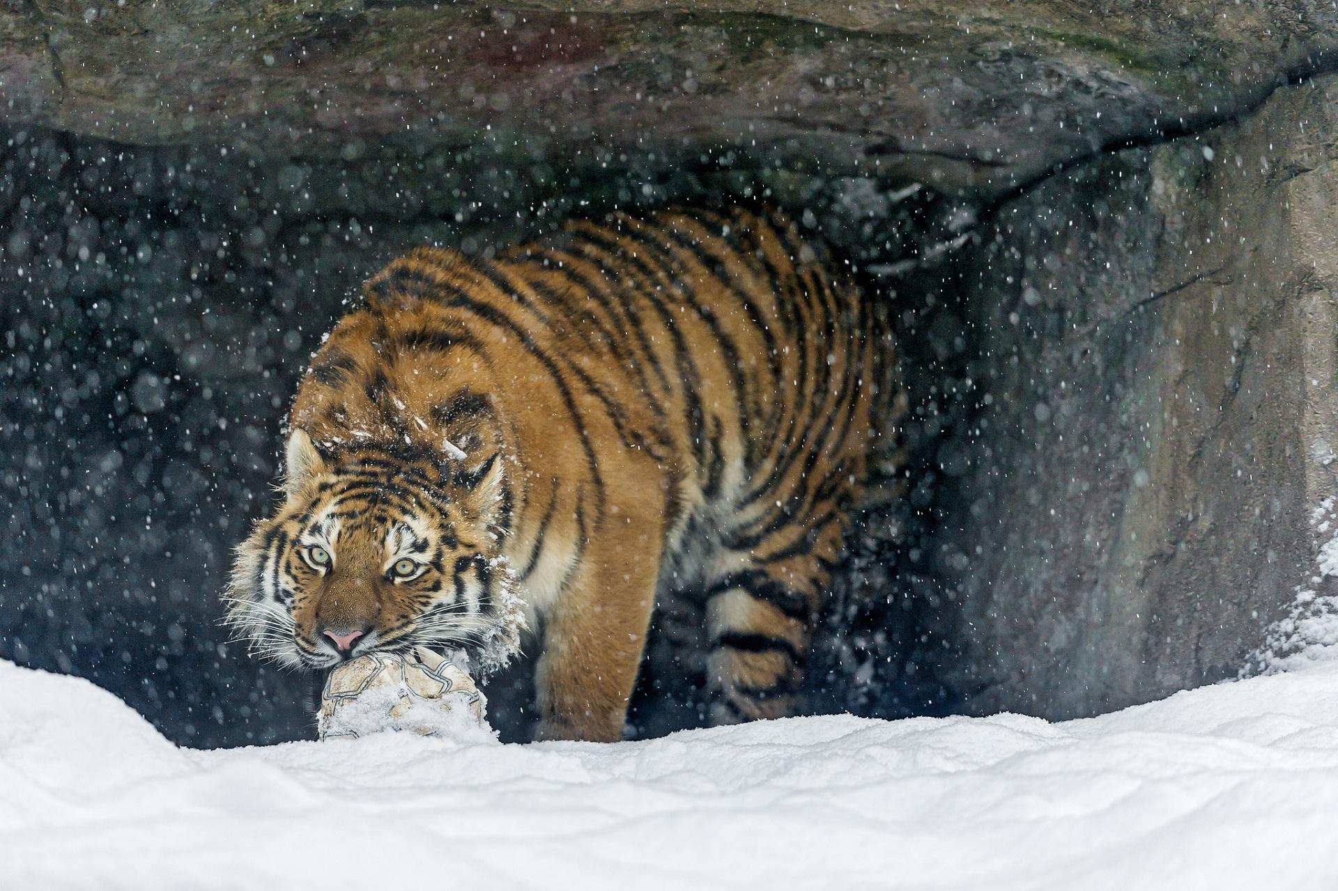wild tigers. PHOTO SHARİNG SİTE