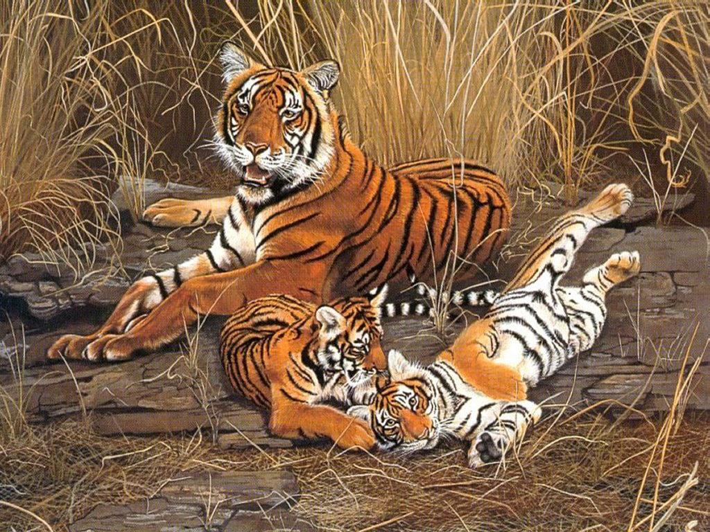 Tiger Animal Facts & Background HD Wallpaper Download