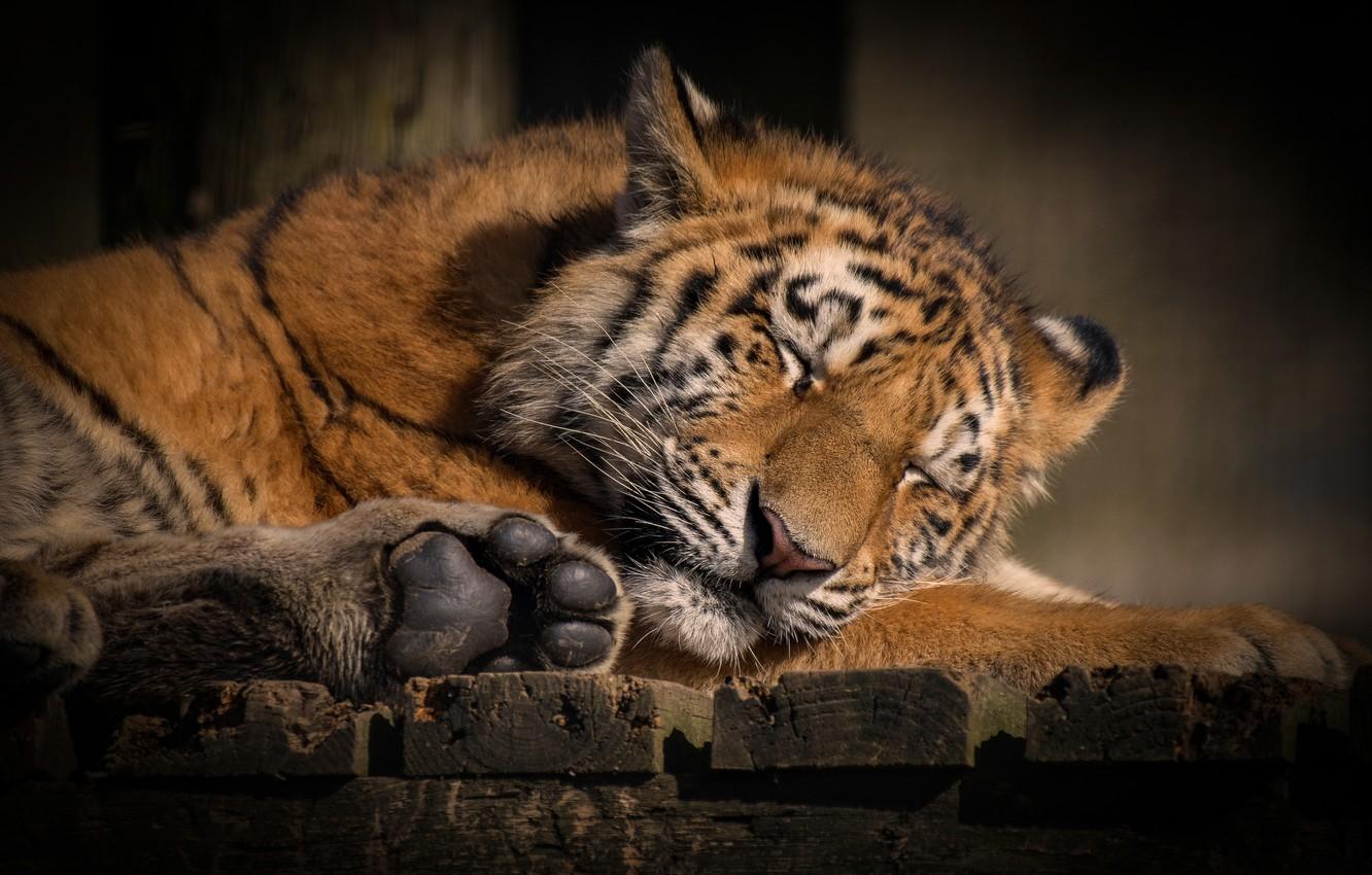 Wallpaper face, nature, tiger, pose, stay, Board, sleep, paws