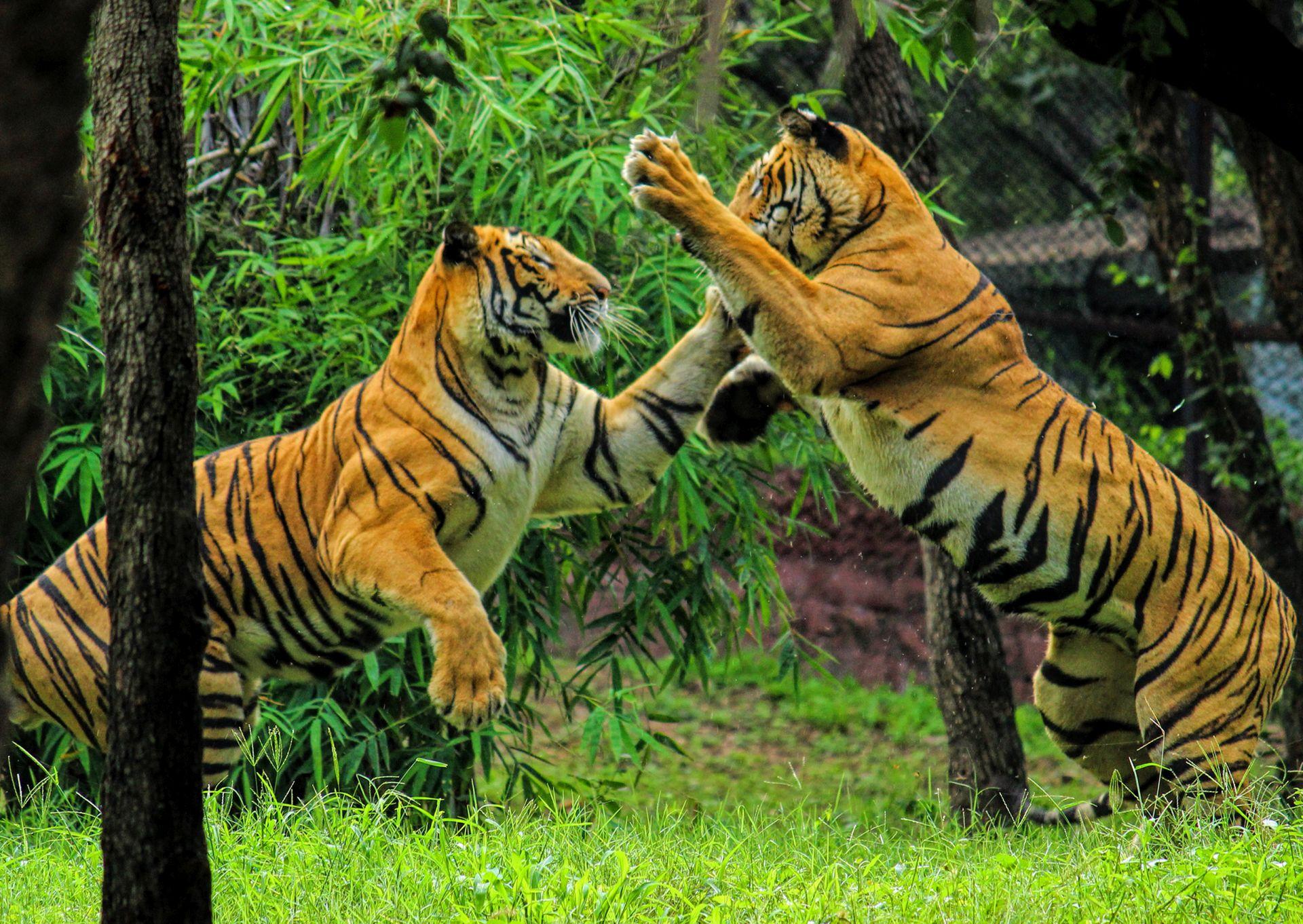 Royal Bengal Tiger Wallpaper Free Download