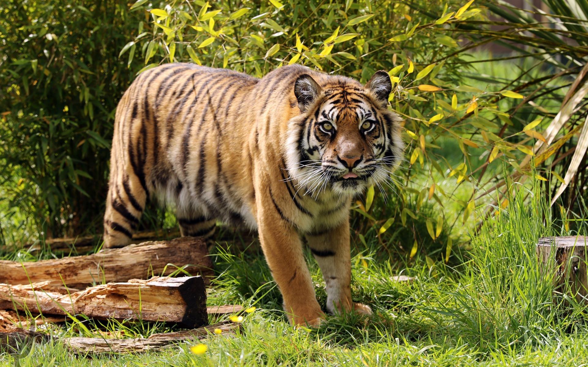 Download wallpaper Amur tiger, predator, tigers, wildlife, young