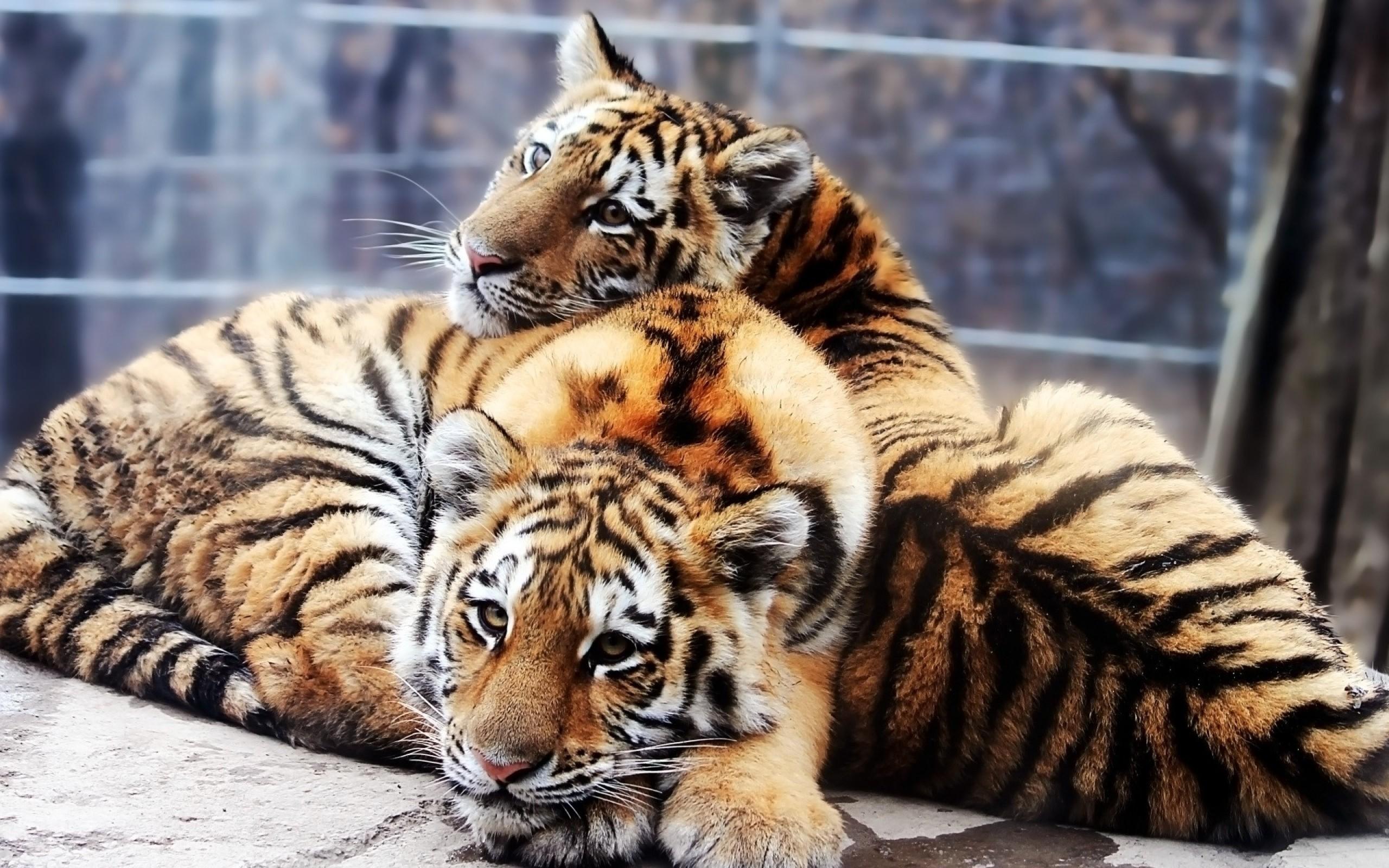 Tigers, Couple, Young, Lie wallpaper and background. Animal