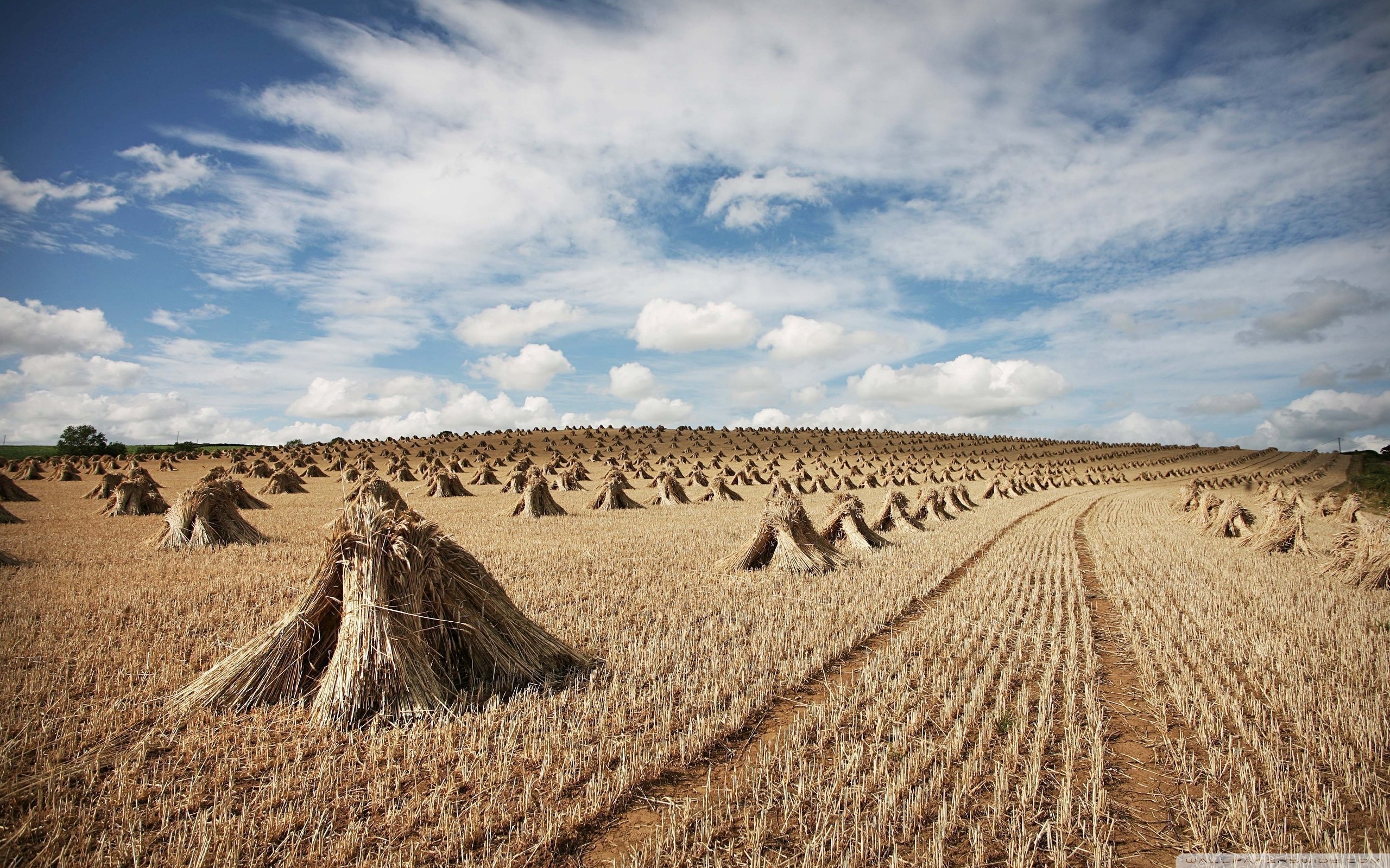 Straw Wallpapers - Wallpaper Cave