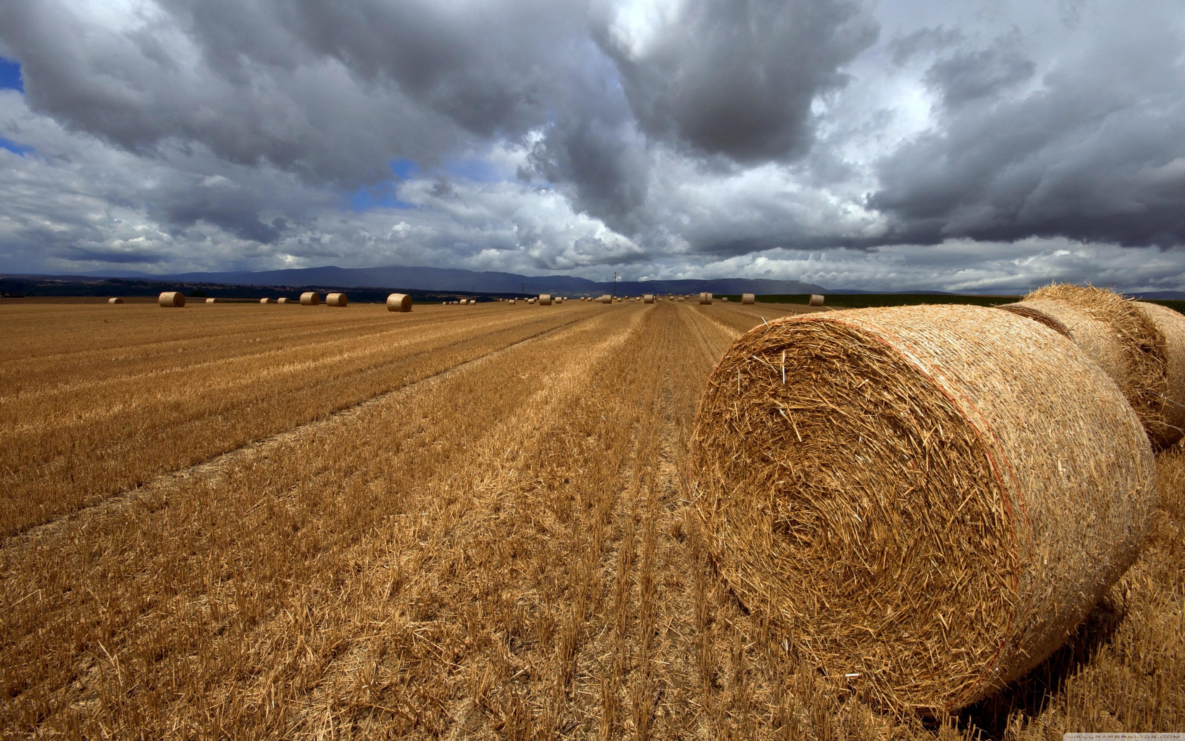 Straw Wallpapers - Wallpaper Cave