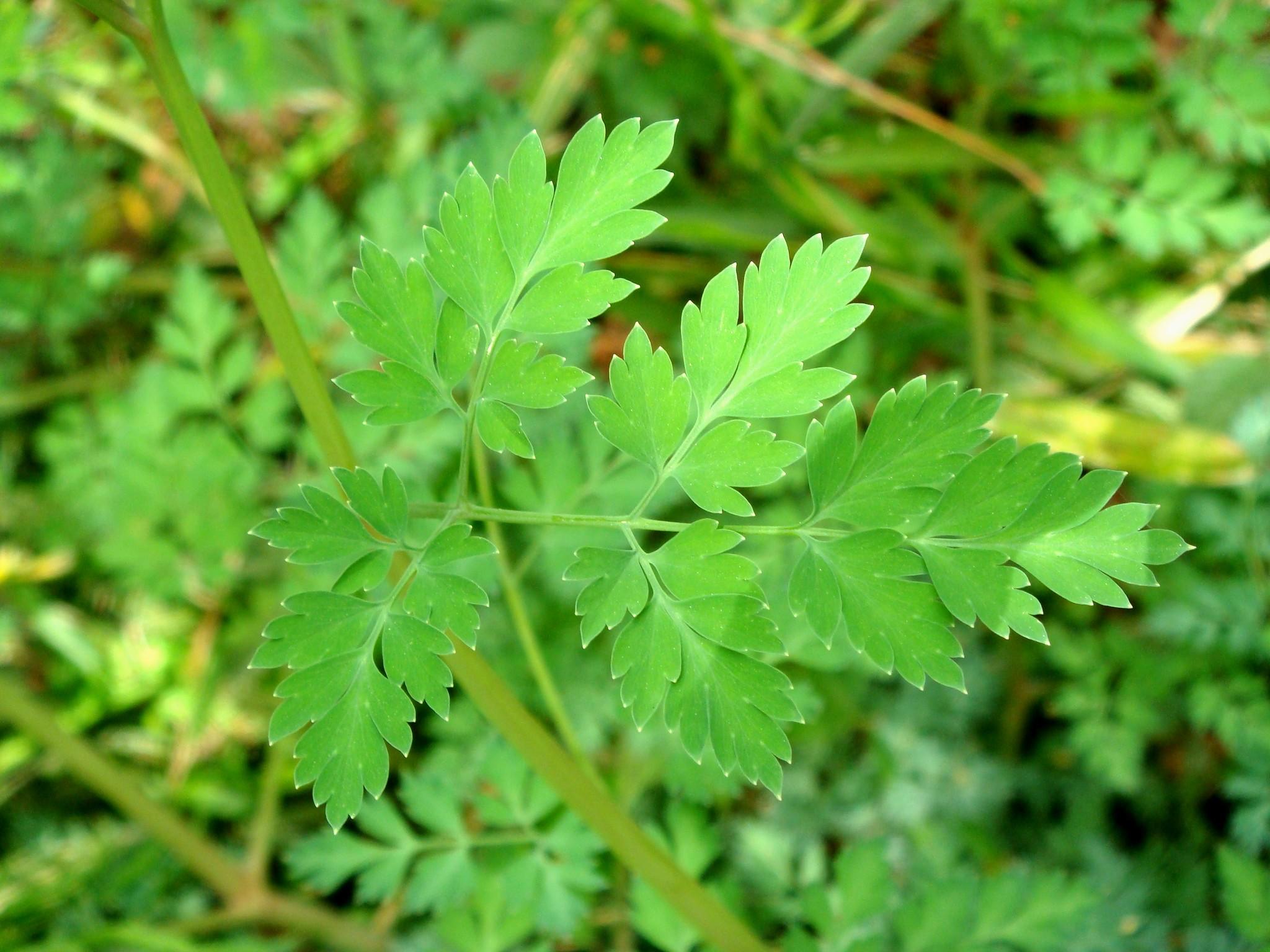 Corydalis Heterocarpa Wallpapers - Wallpaper Cave