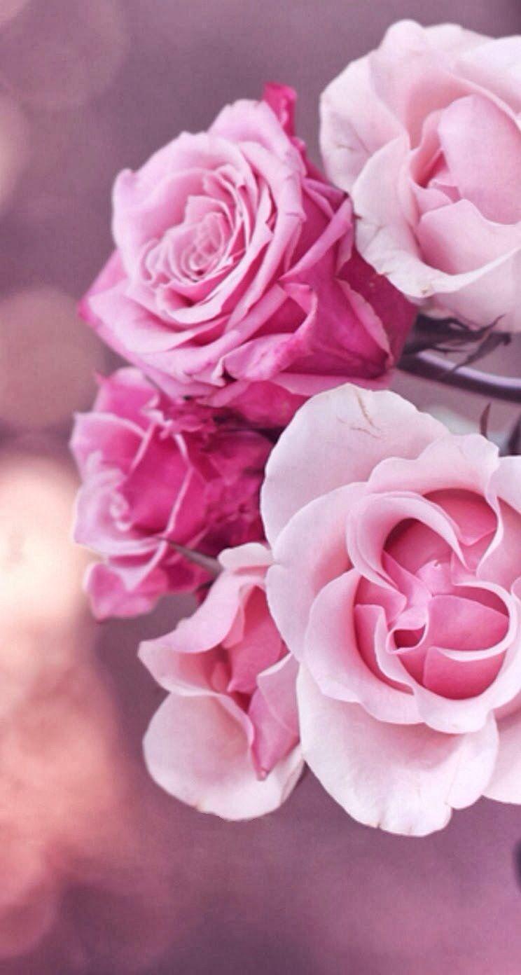 Love. Flowers, Rose wallpaper, Nature