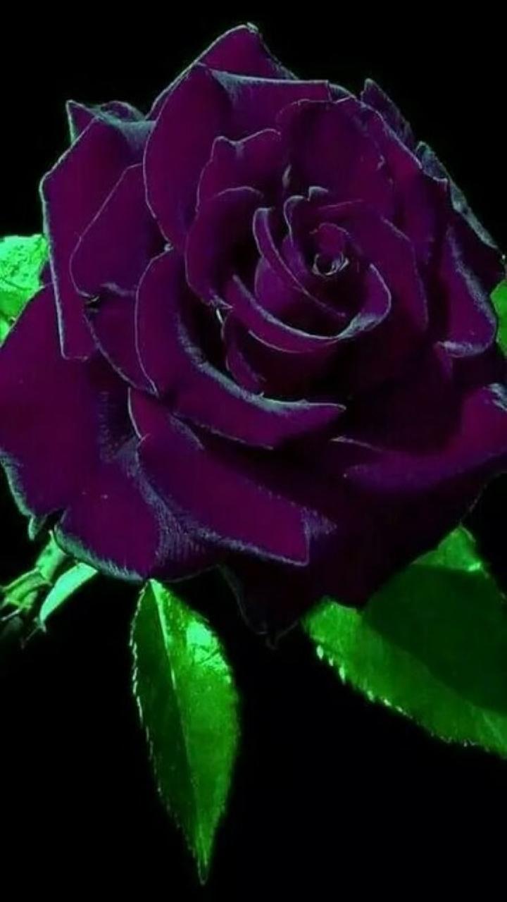 Download Purple Rose wallpaper now. Browse millions of popular