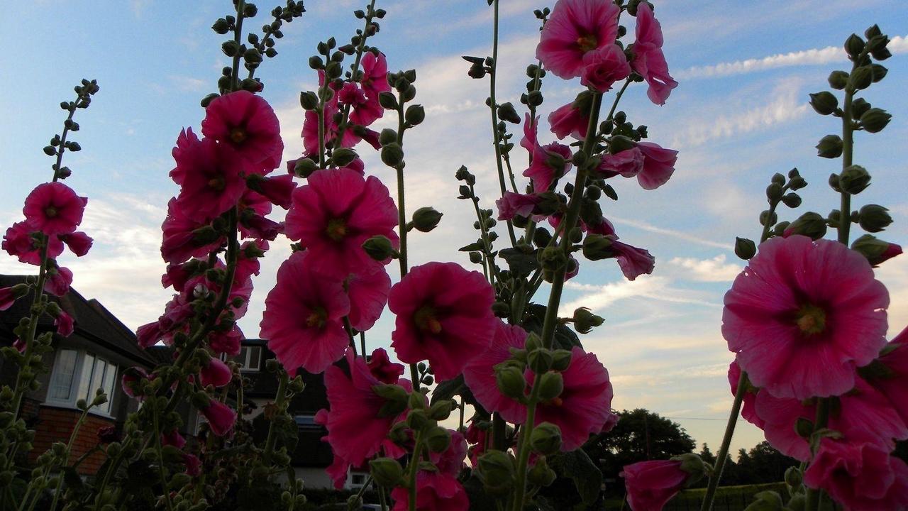 Download wallpaper 1280x720 mallow, flowers, summer, sky, house HD