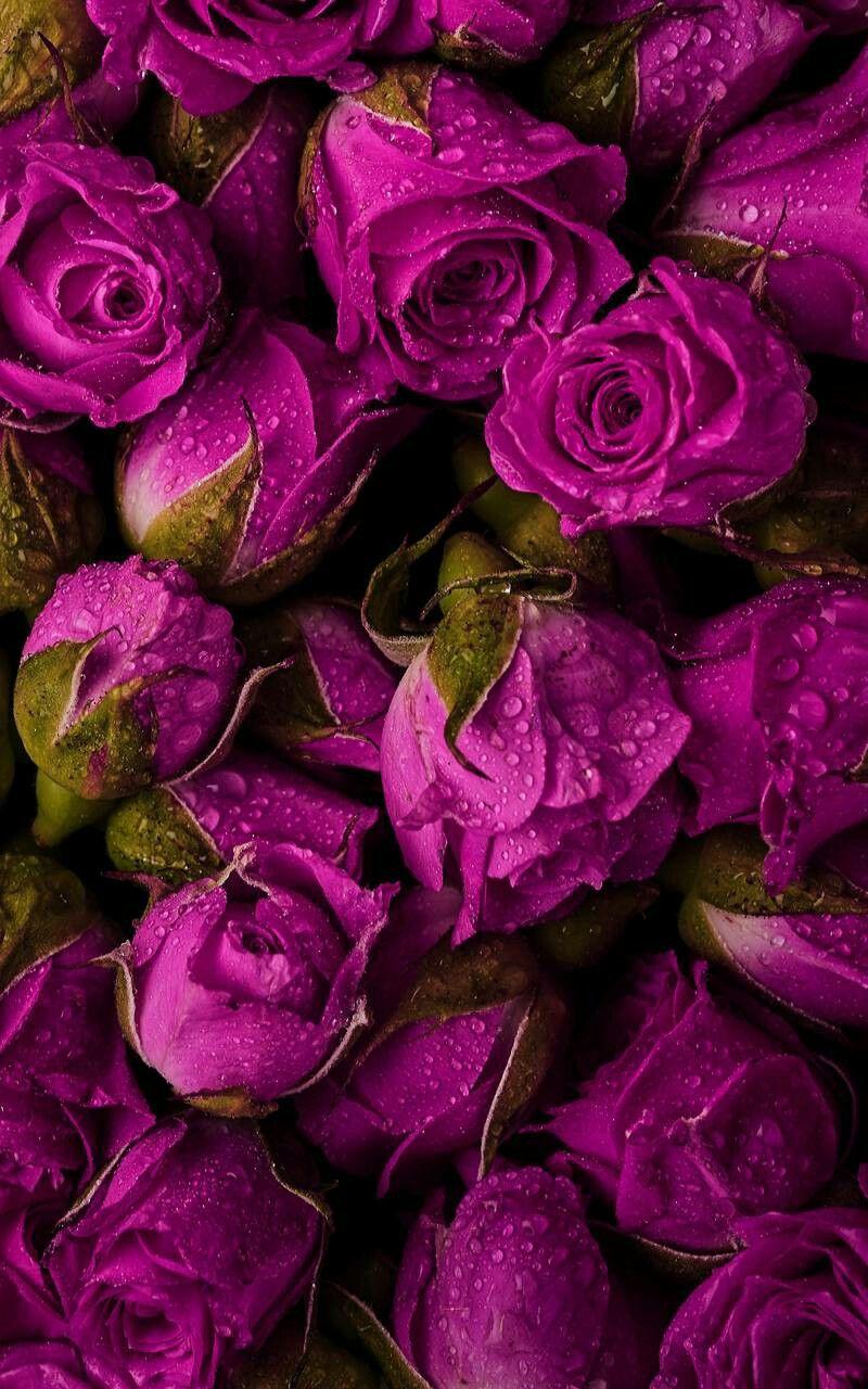 Beautiful magenta roses. Just pretty. Flower wallpaper