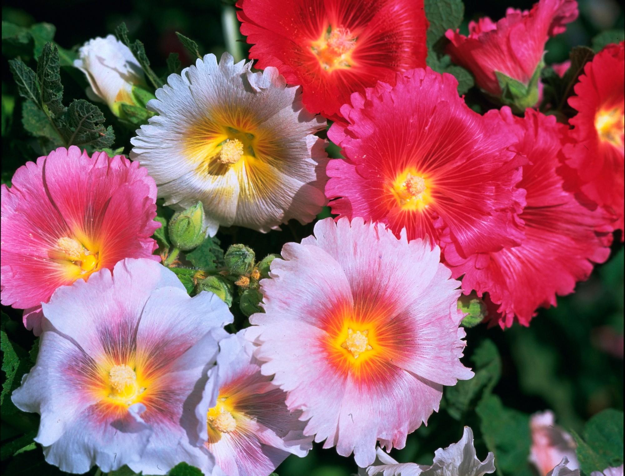 Malva Botanic, Flower, Love, Colors, Flower Wallpaper Tumblr, Free