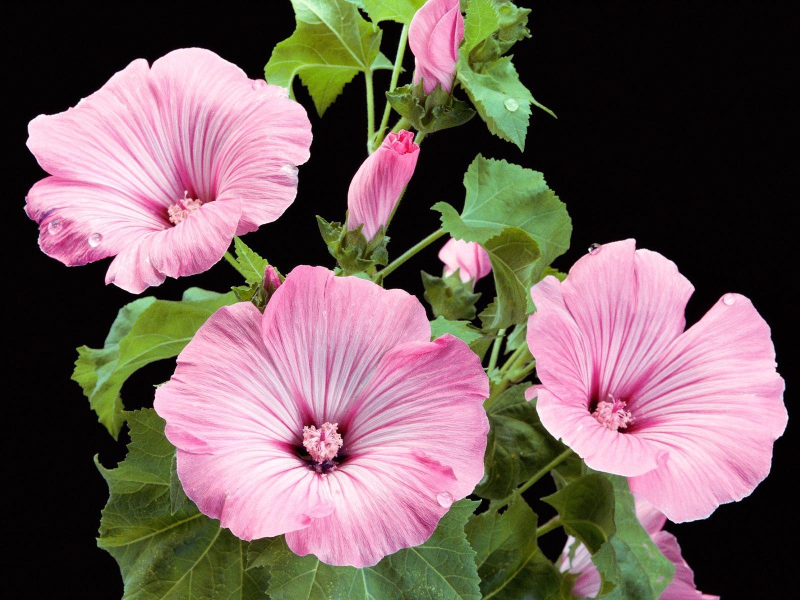 Lavatera Trimestris Hybrid Wallpaper Flowers Nature Wallpaper