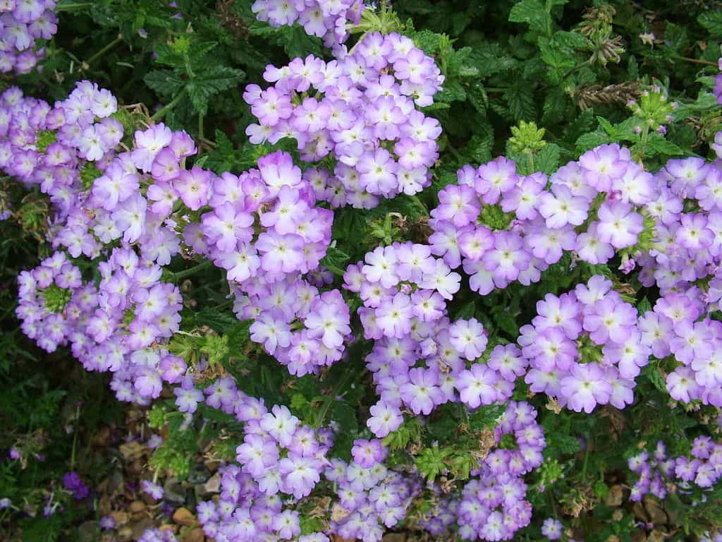 Red And White Verbena Wallpapers - Wallpaper Cave