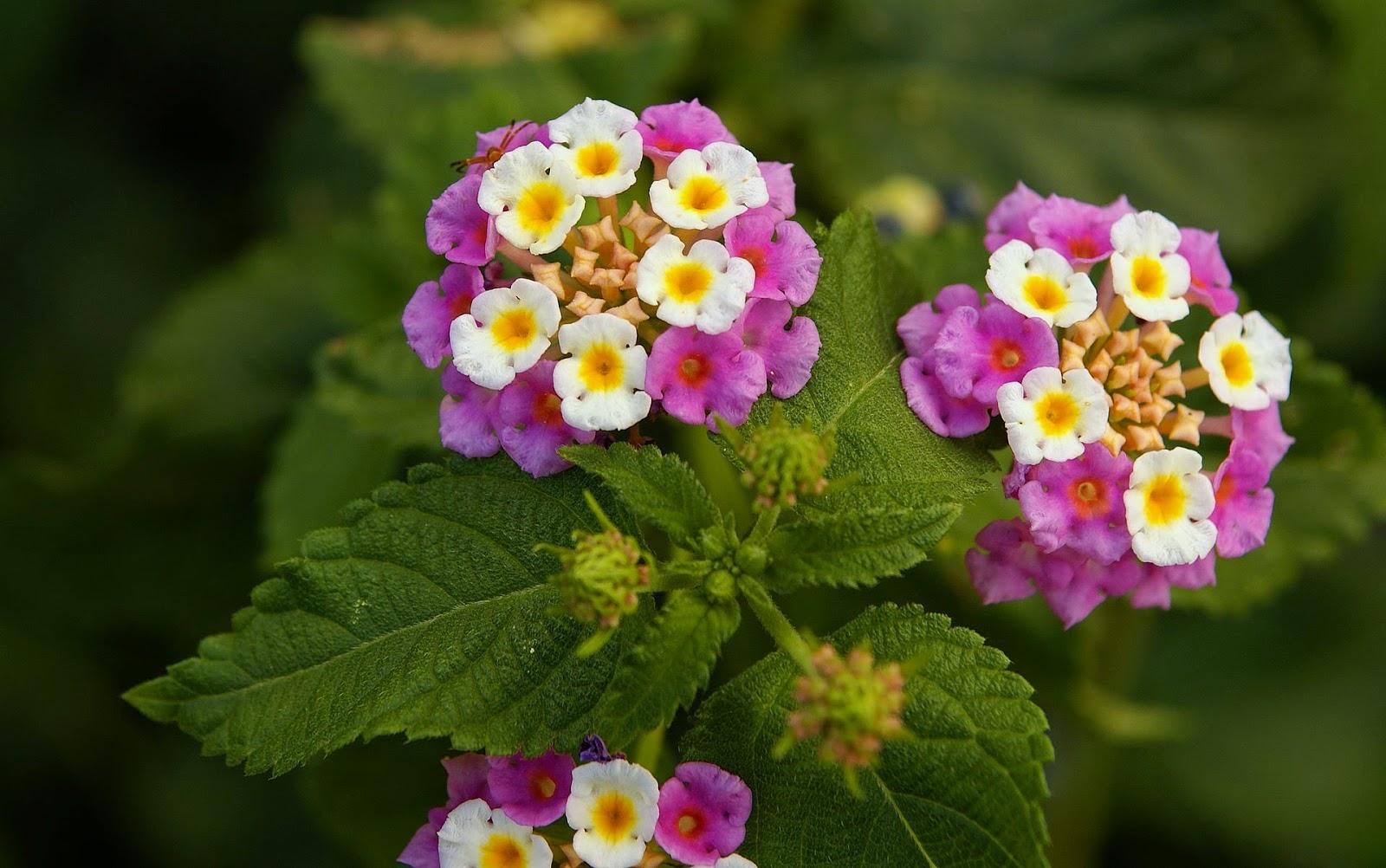 Red And White Verbena Wallpapers - Wallpaper Cave