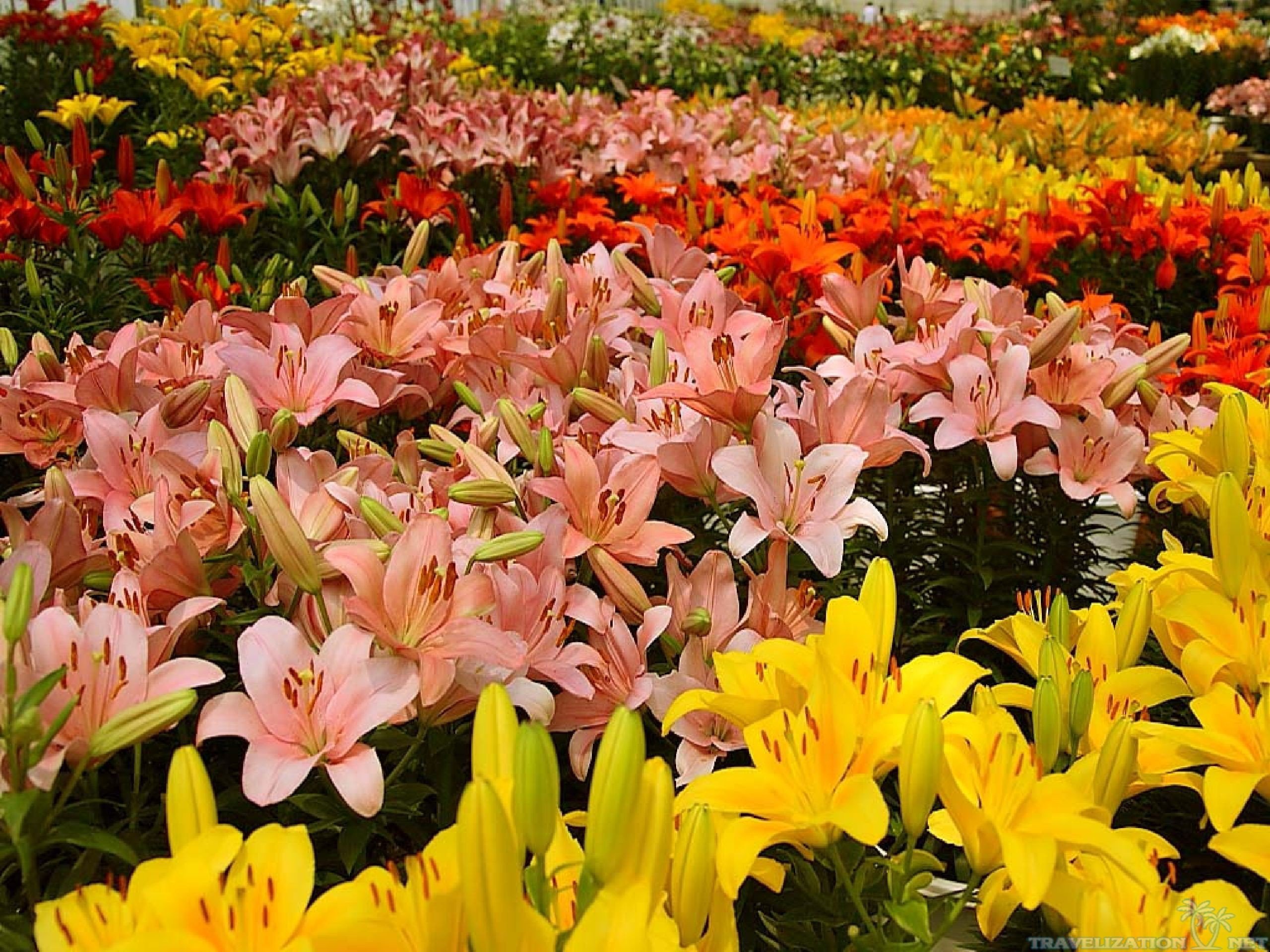 Flowers: Colors Flowers Lovely Nature Nice Lilies Garden Flower