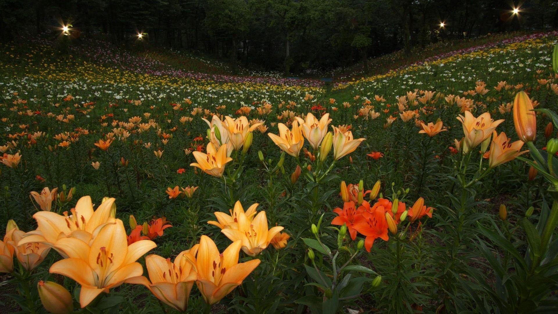 Wonderful Lilies Flowers Greenery Park Light HD Image « Pin HD