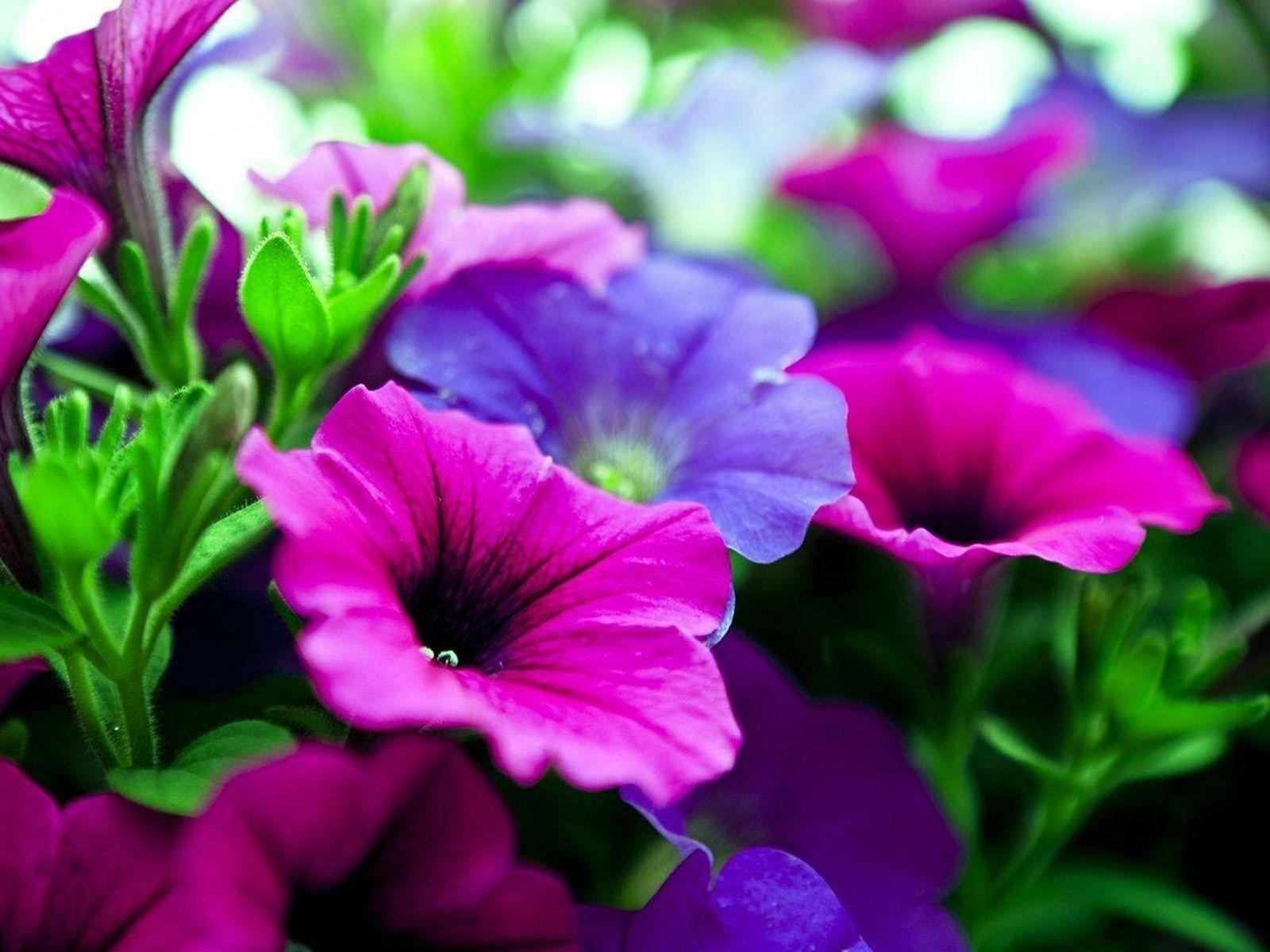 Pink Purple Flowers Wallpaper. Purple flowers wallpaper