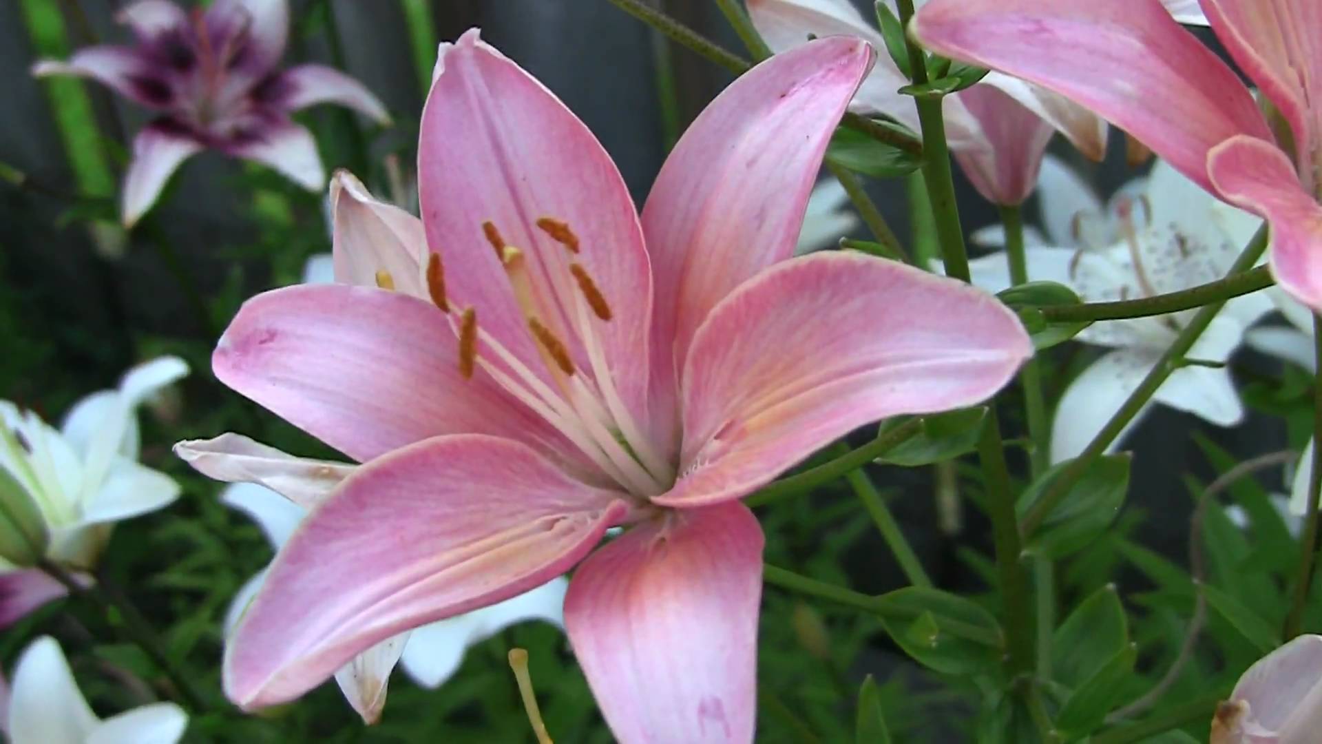 Lily flower image
