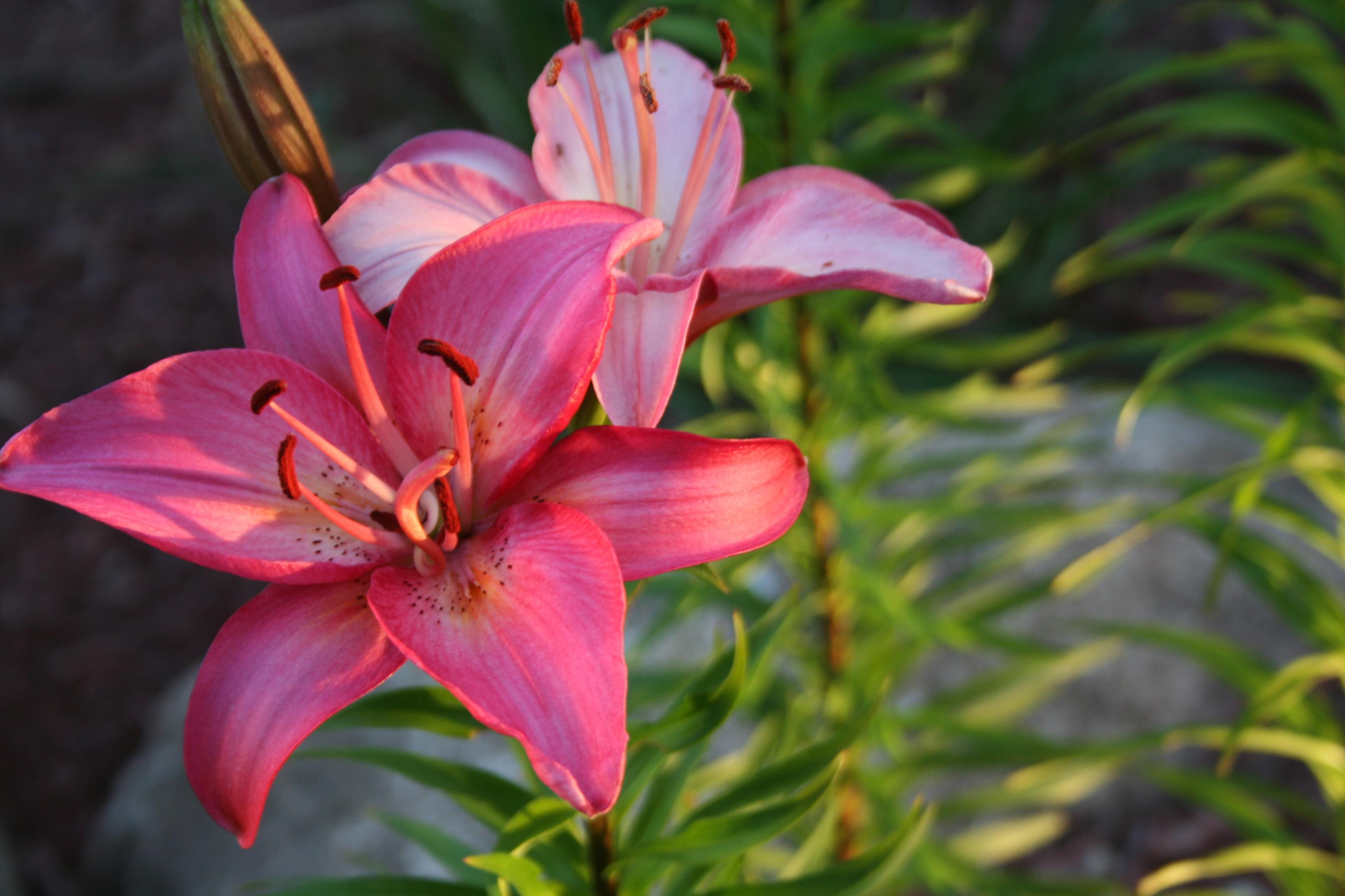 V.24: Picture Of Lilies, HD Image of Lilies, Ultra HD 4K Lilies