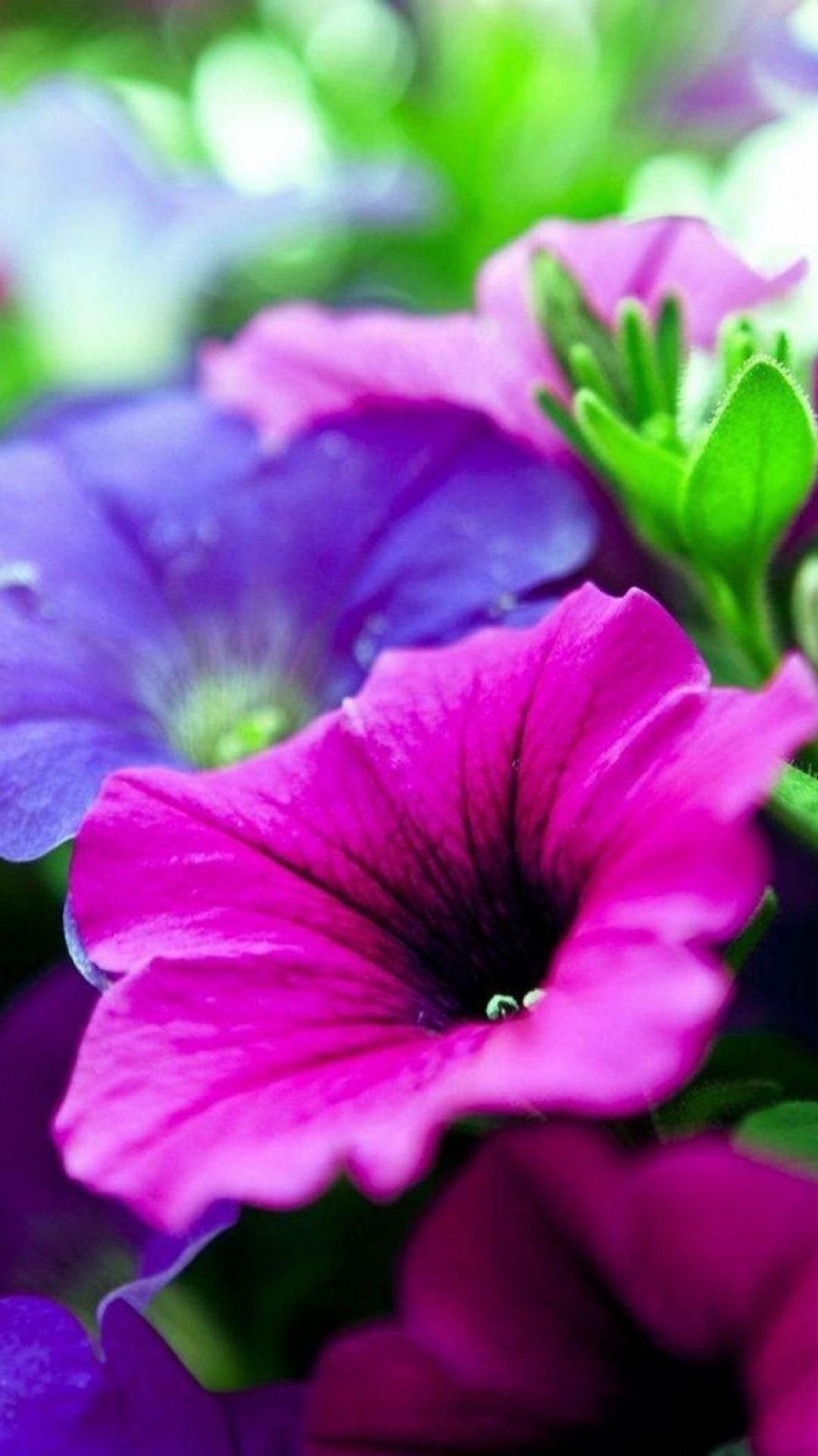 Butterfly And Petunias Wallpapers - Wallpaper Cave