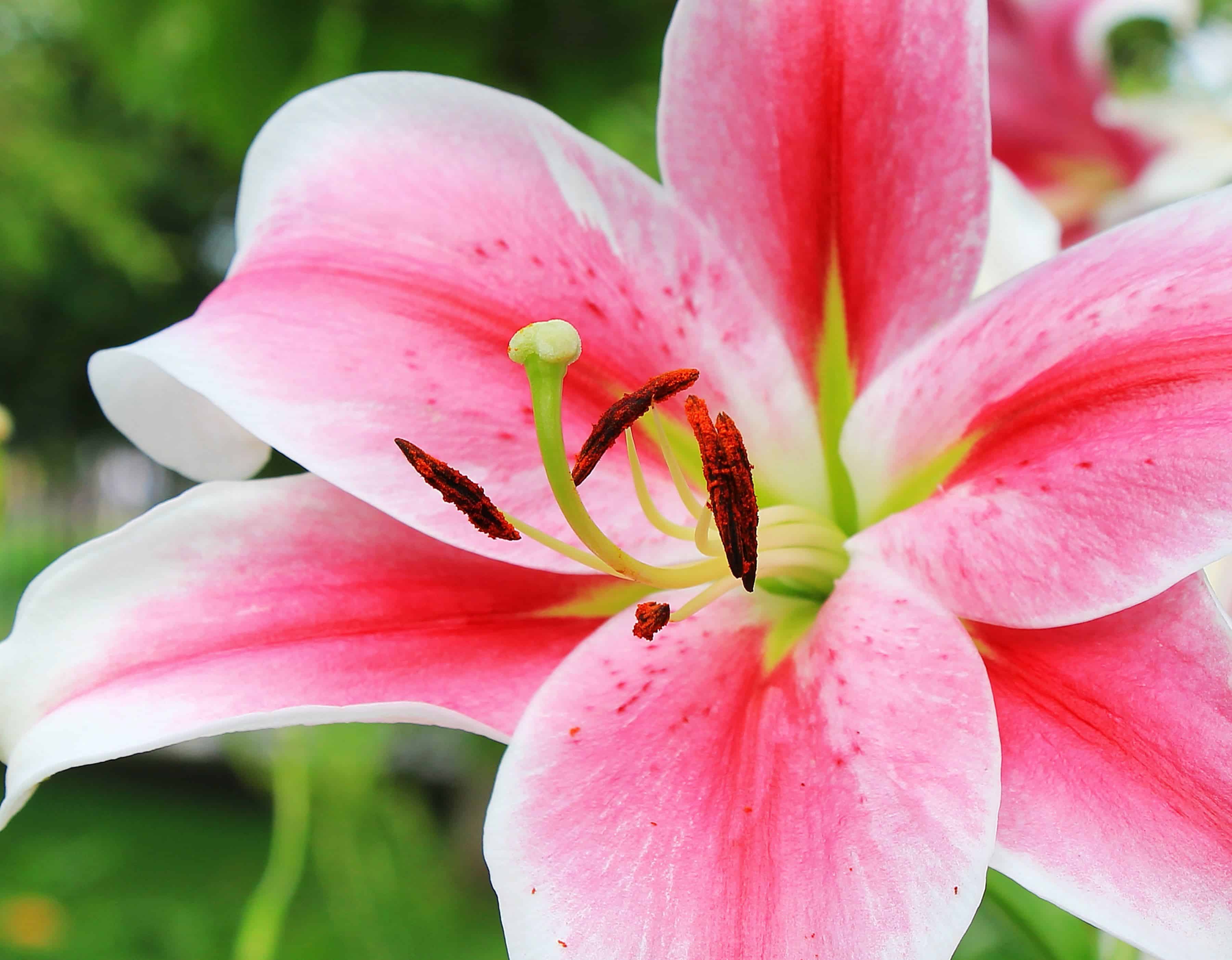 Free picture: garden, pistil, pollen, lily flower, nature, beautiful