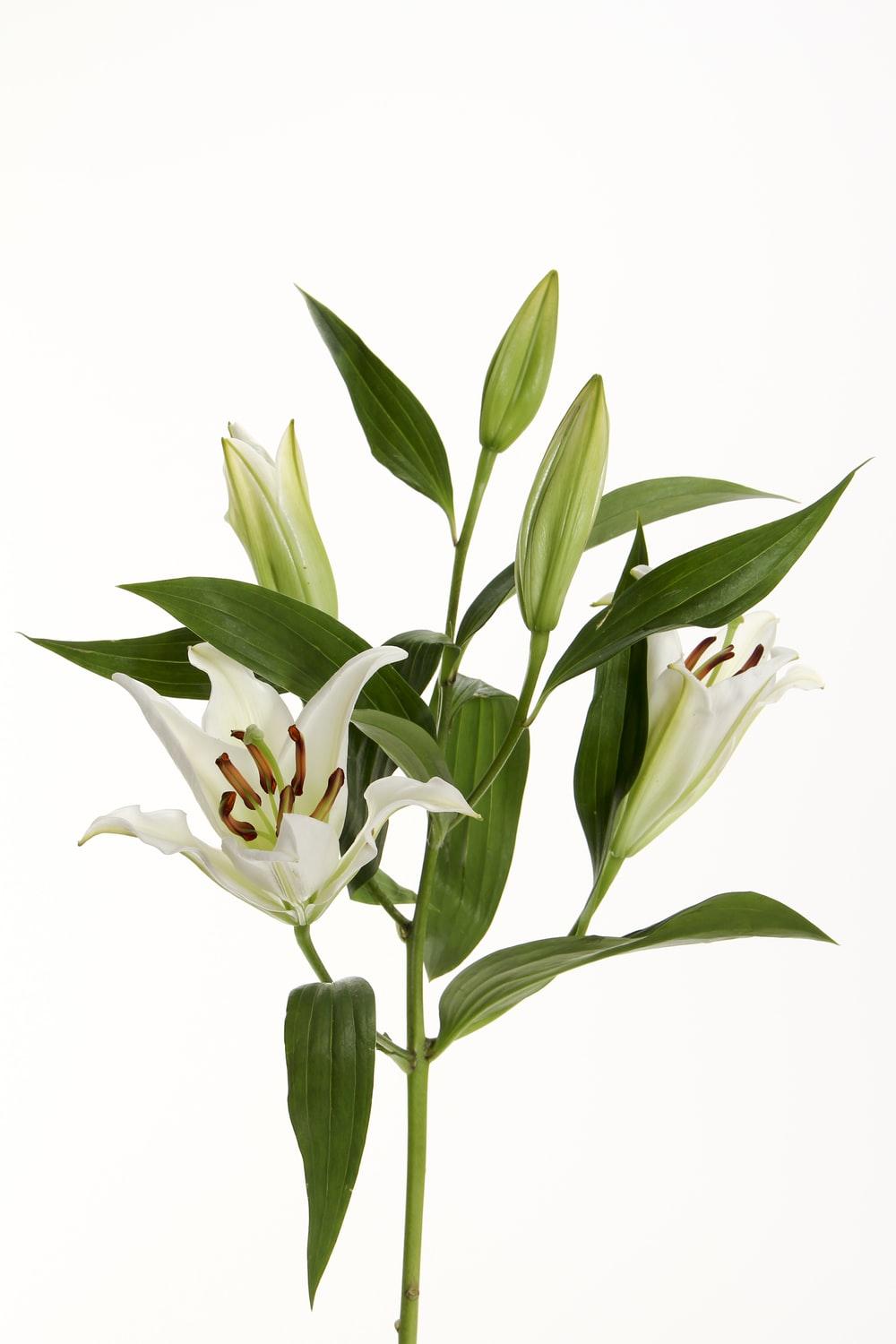 Lily Picture. Download Free Image