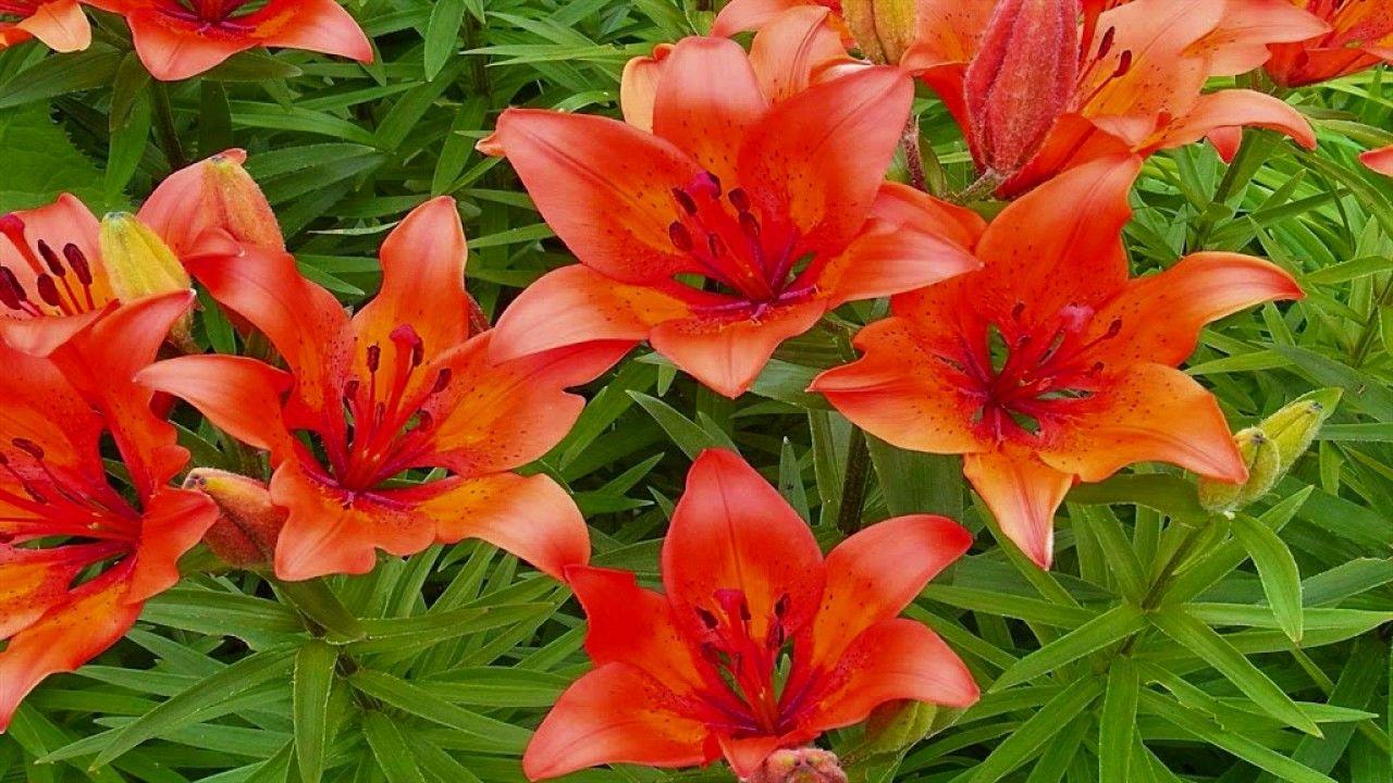 Lily Varieties to Grace Your Garden. Garden of Stone. Tiger