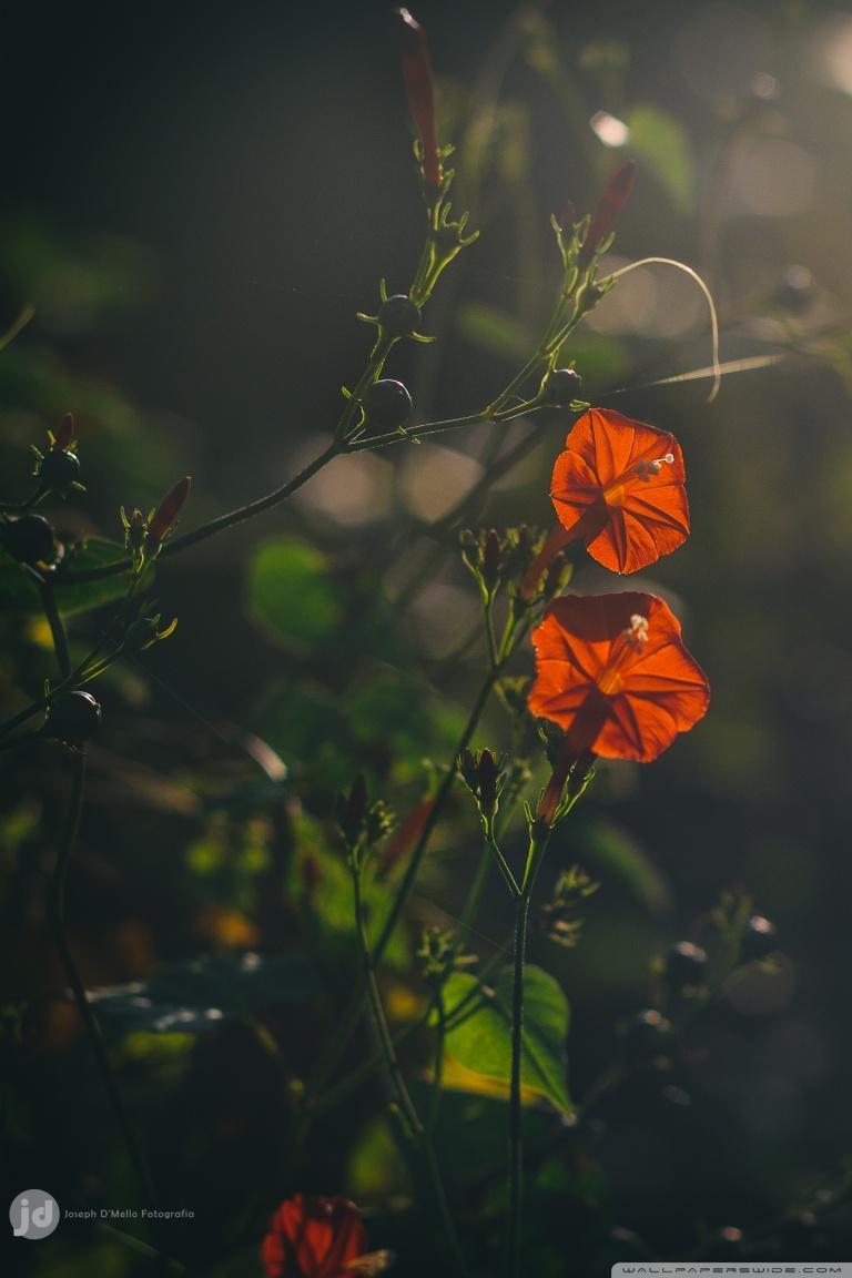 Morning Glory ❤ 4K HD Desktop Wallpaper for 4K Ultra HD TV