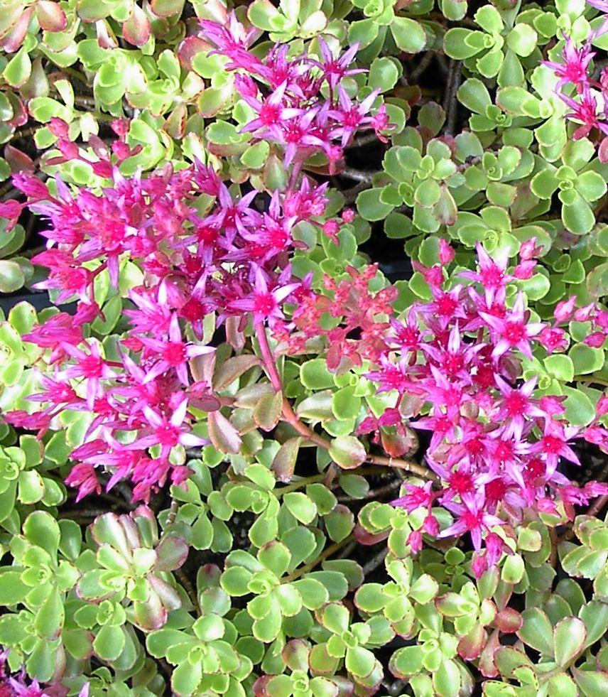 Sedum Spurium Summer Glory 40cm, Pink Flowers, Evergreen