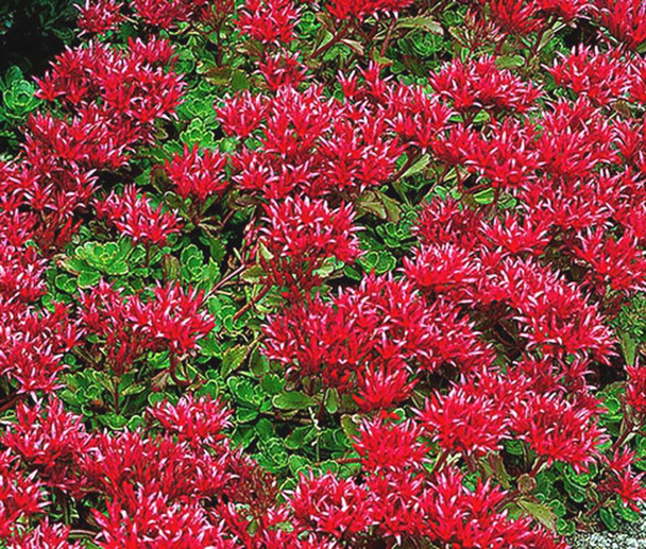 Sedum Summer Glory Stonecrop Sedum Spurium Seeds