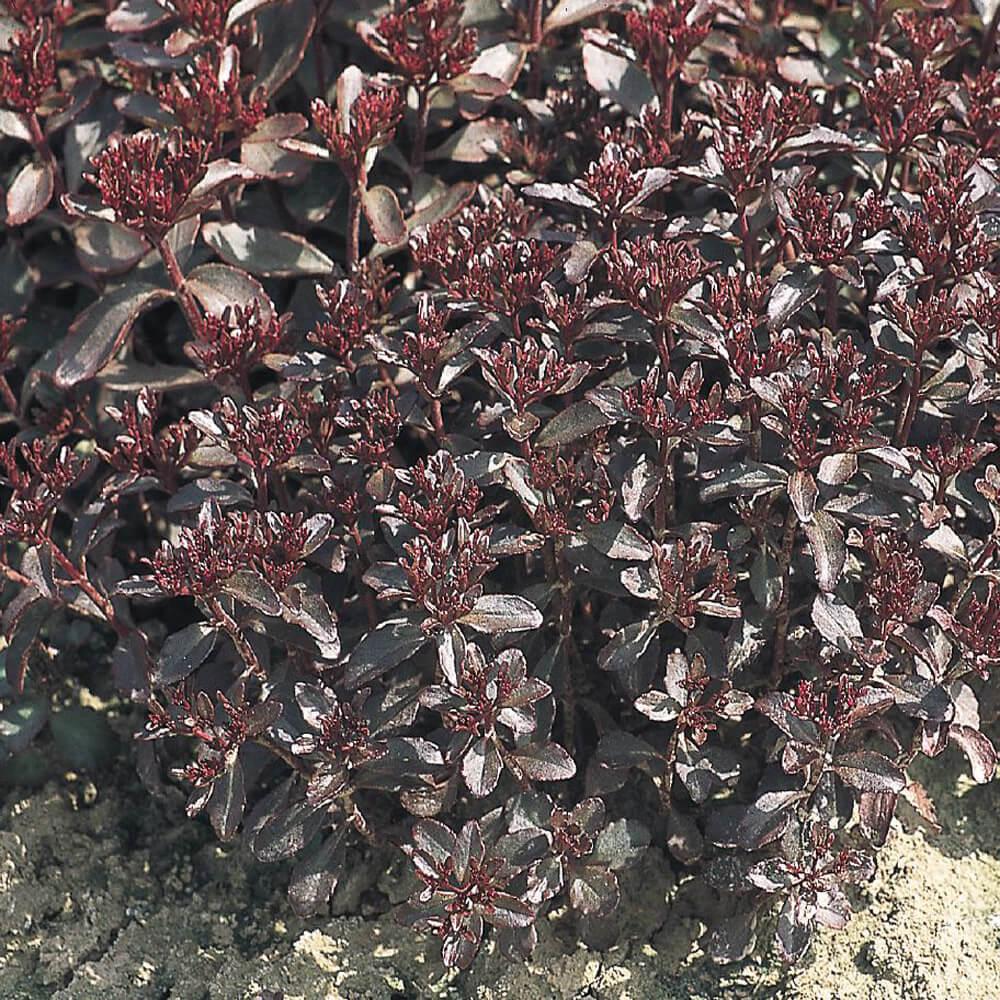 Sedum Voodoo Seeds