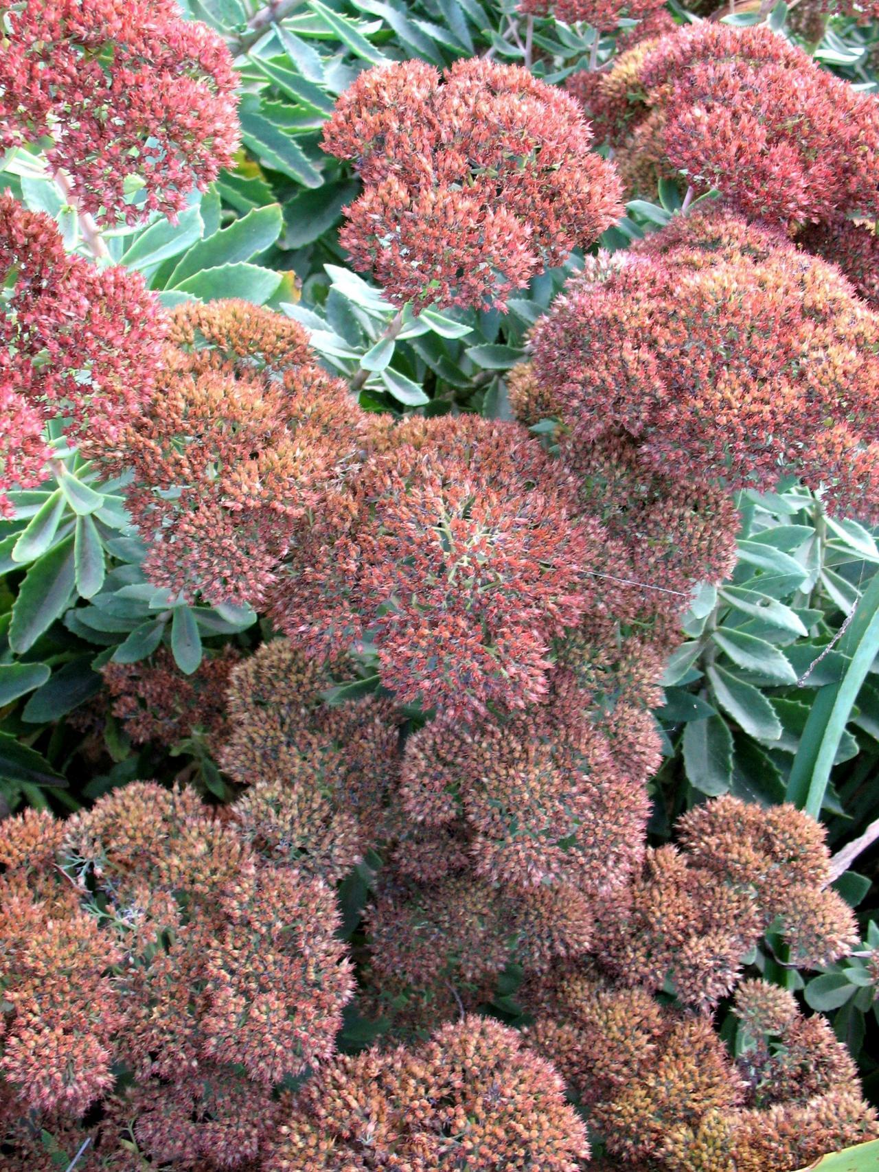 Summer Glory Wallpapers - Wallpaper Cave